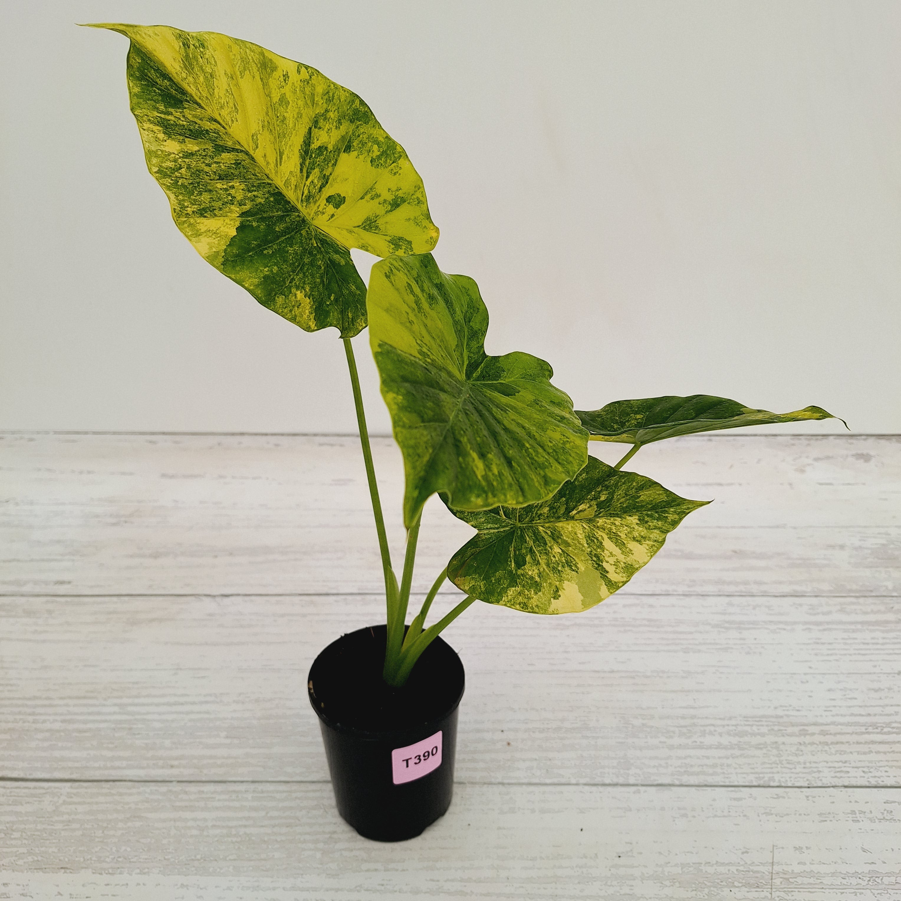 Alocasia Odora &#39;California Aurea Variegata&#39;