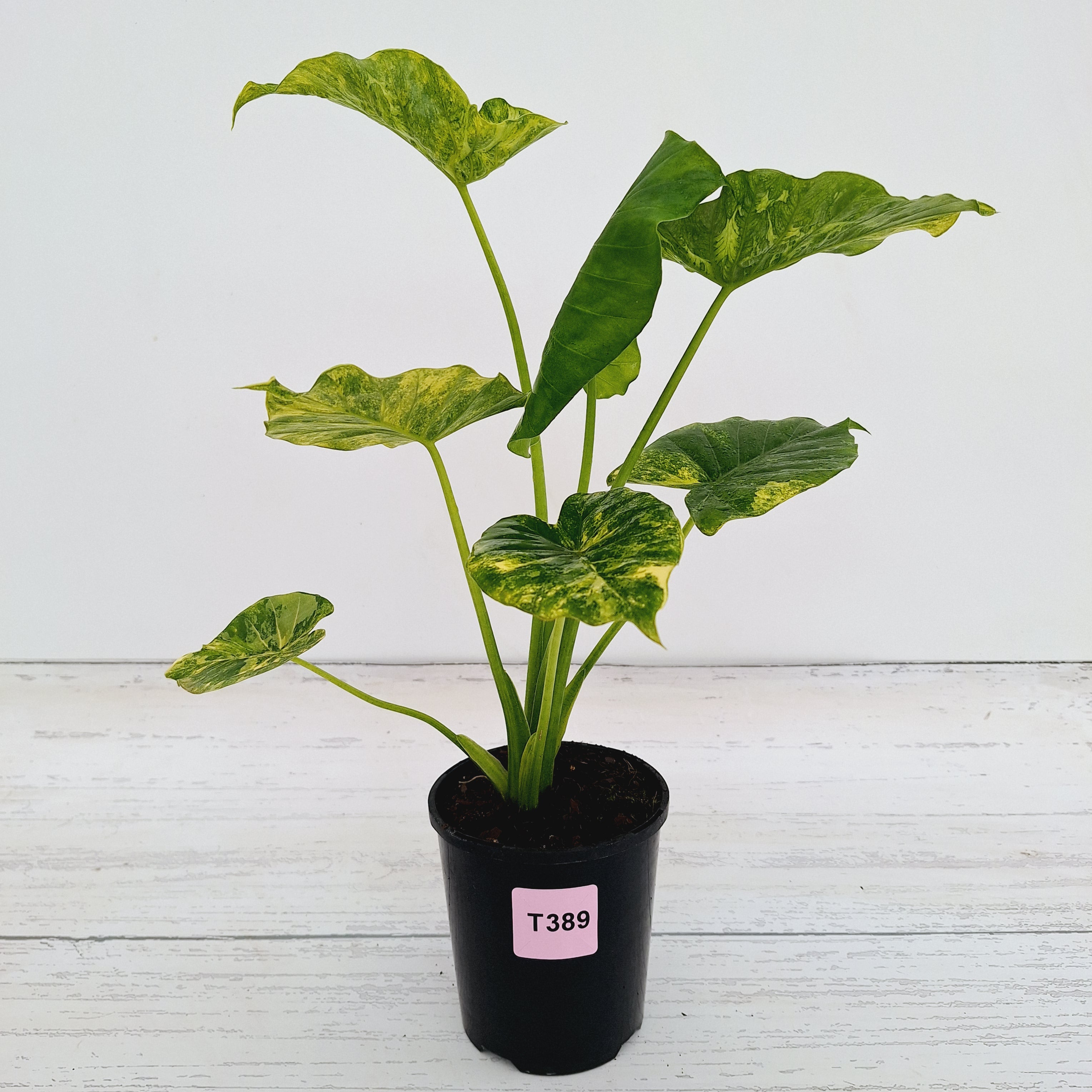 Alocasia Odora &#39;California Aurea Variegata&#39;