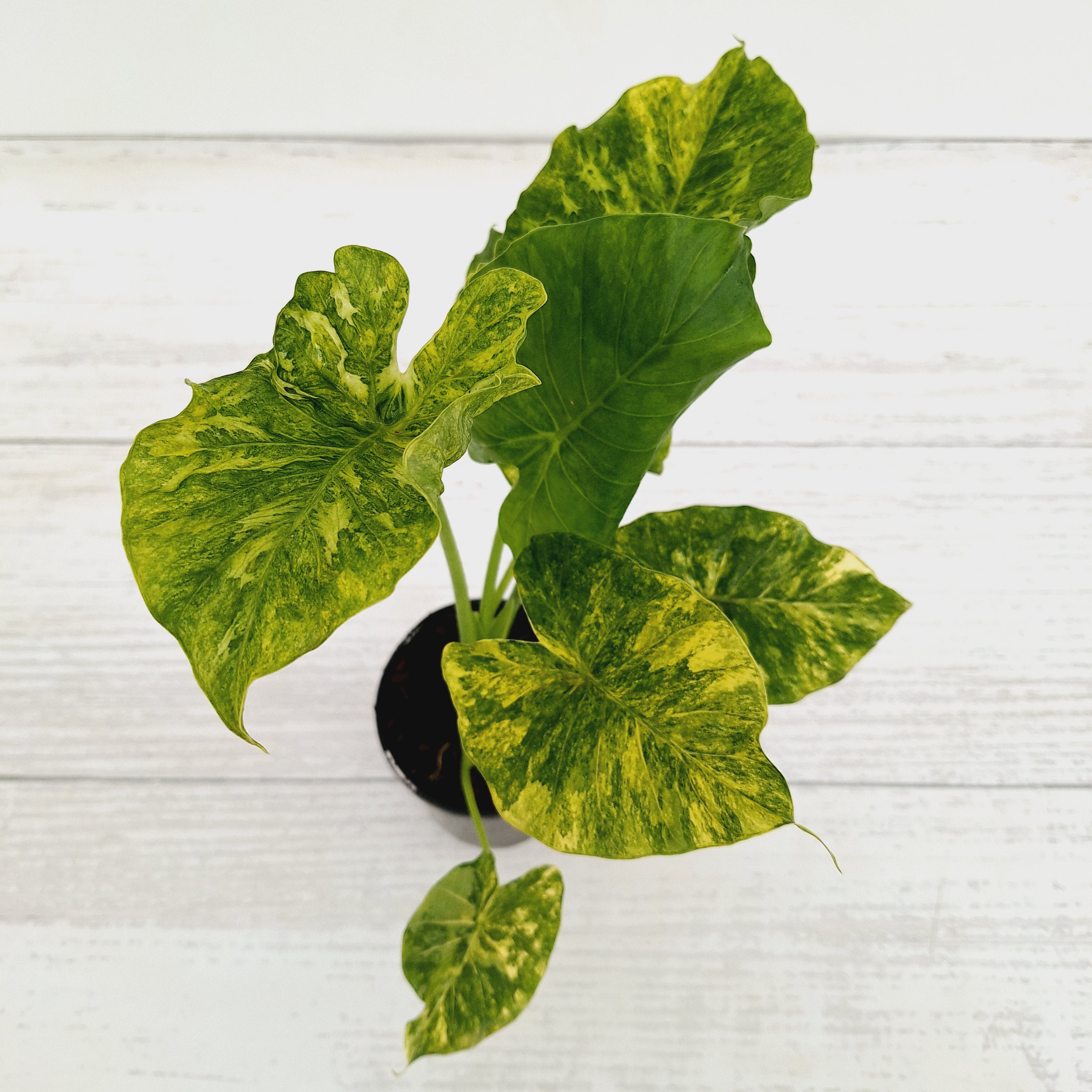 Alocasia Odora &#39;California Aurea Variegata&#39;