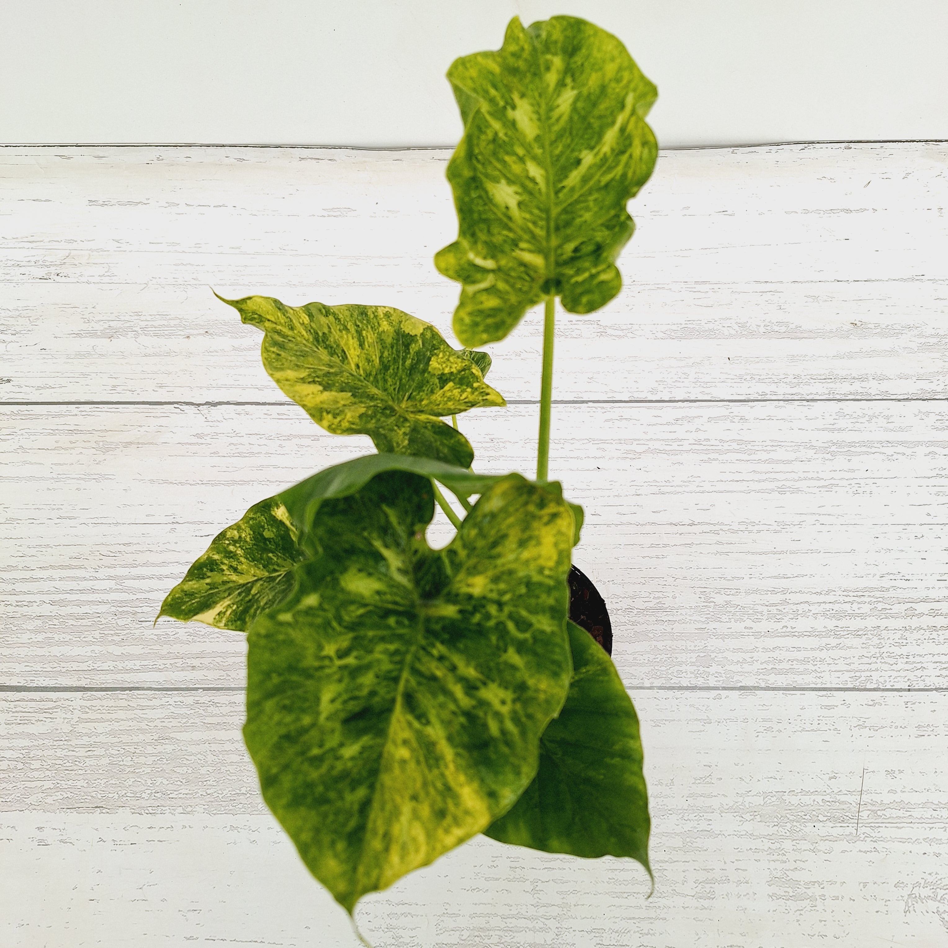 Alocasia Odora &#39;California Aurea Variegata&#39;