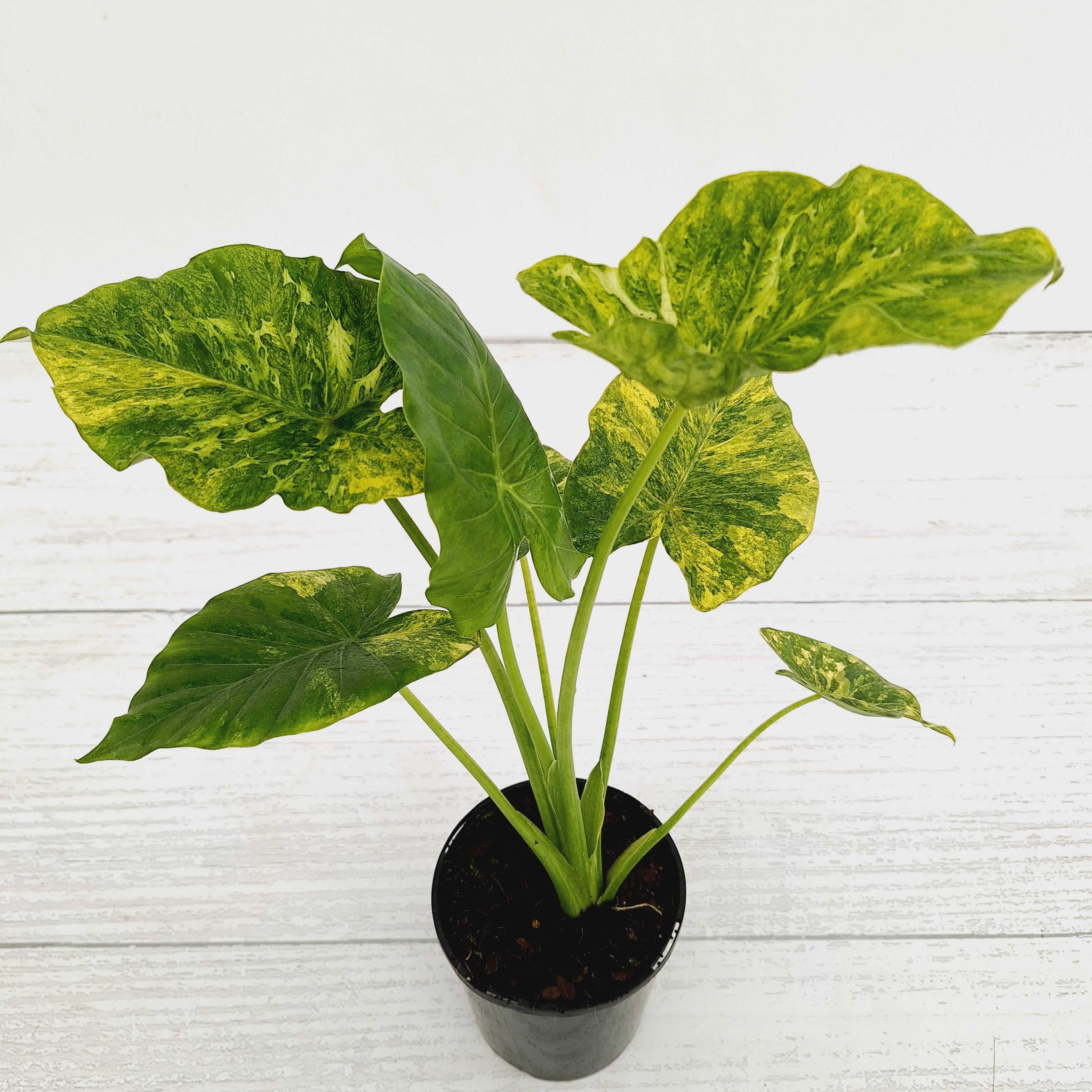 Alocasia Odora &#39;California Aurea Variegata&#39;
