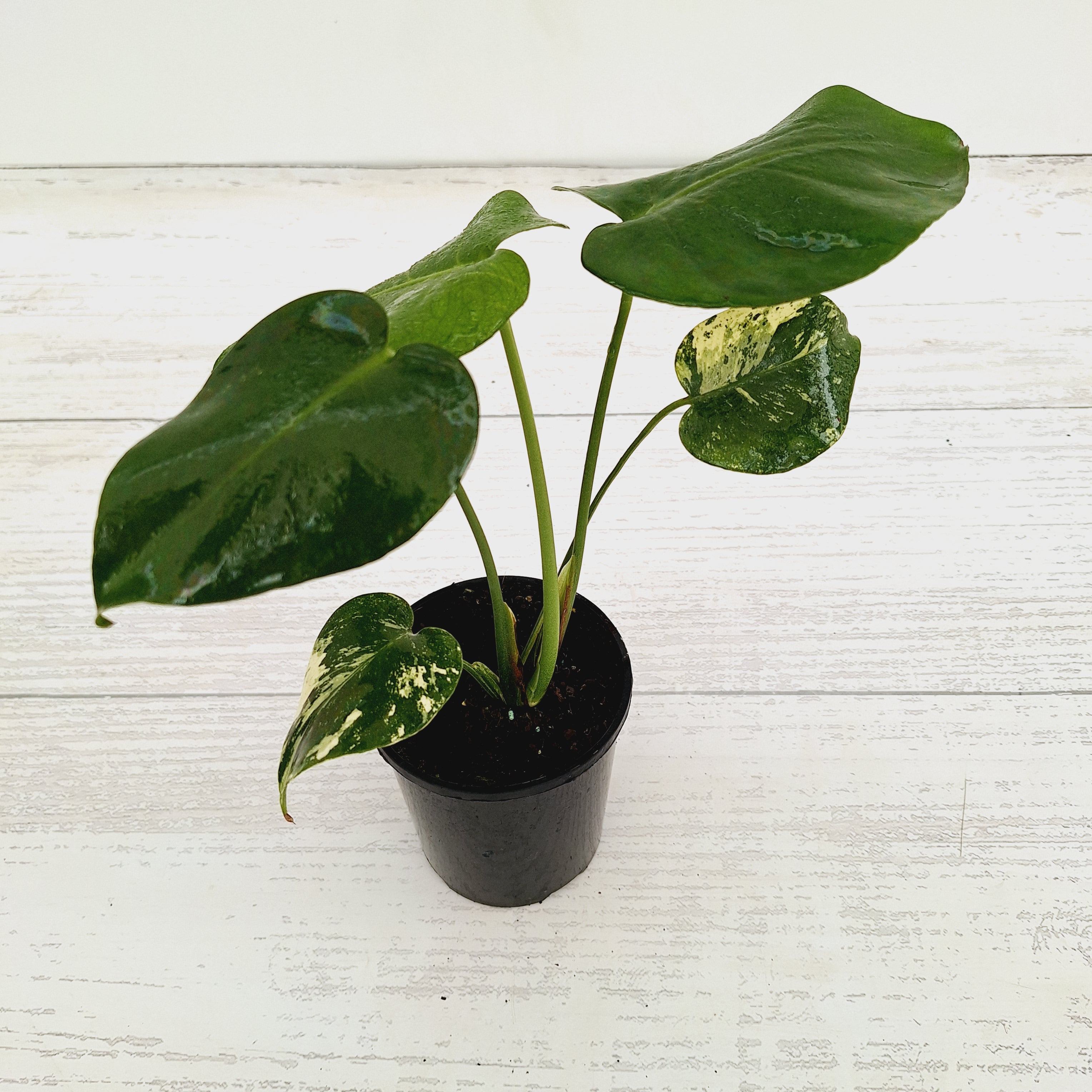 Monstera Deliciosa Mint