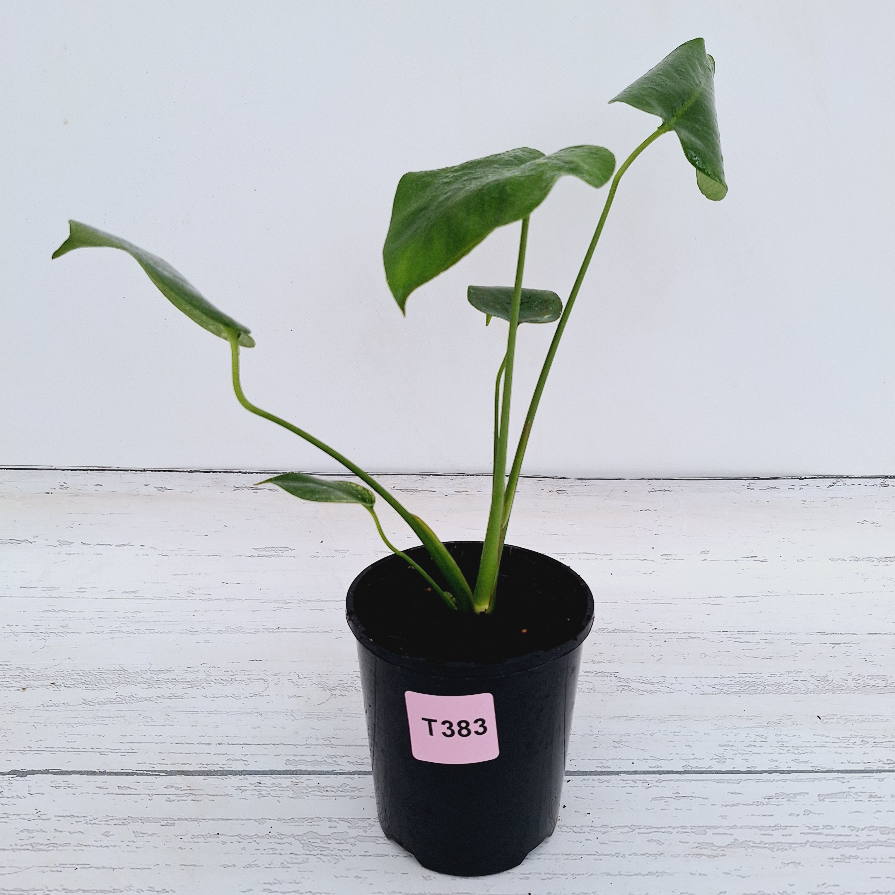 Monstera Deliciosa Mint
