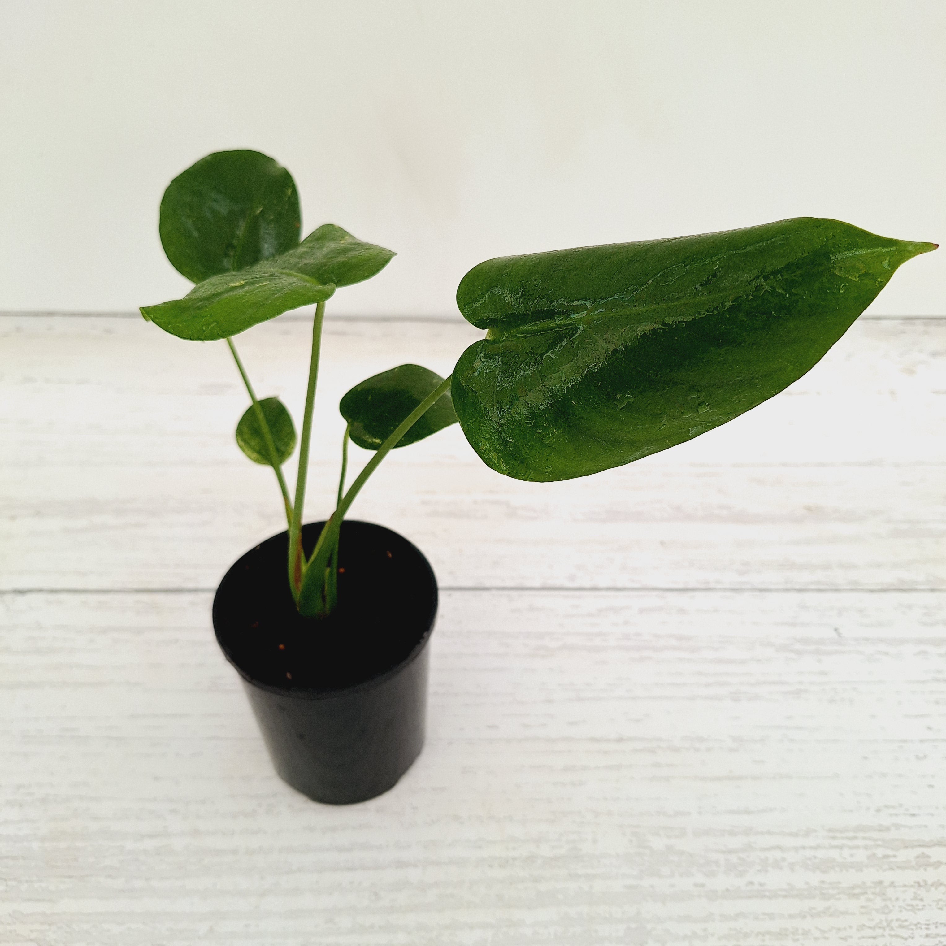 Monstera Deliciosa Mint