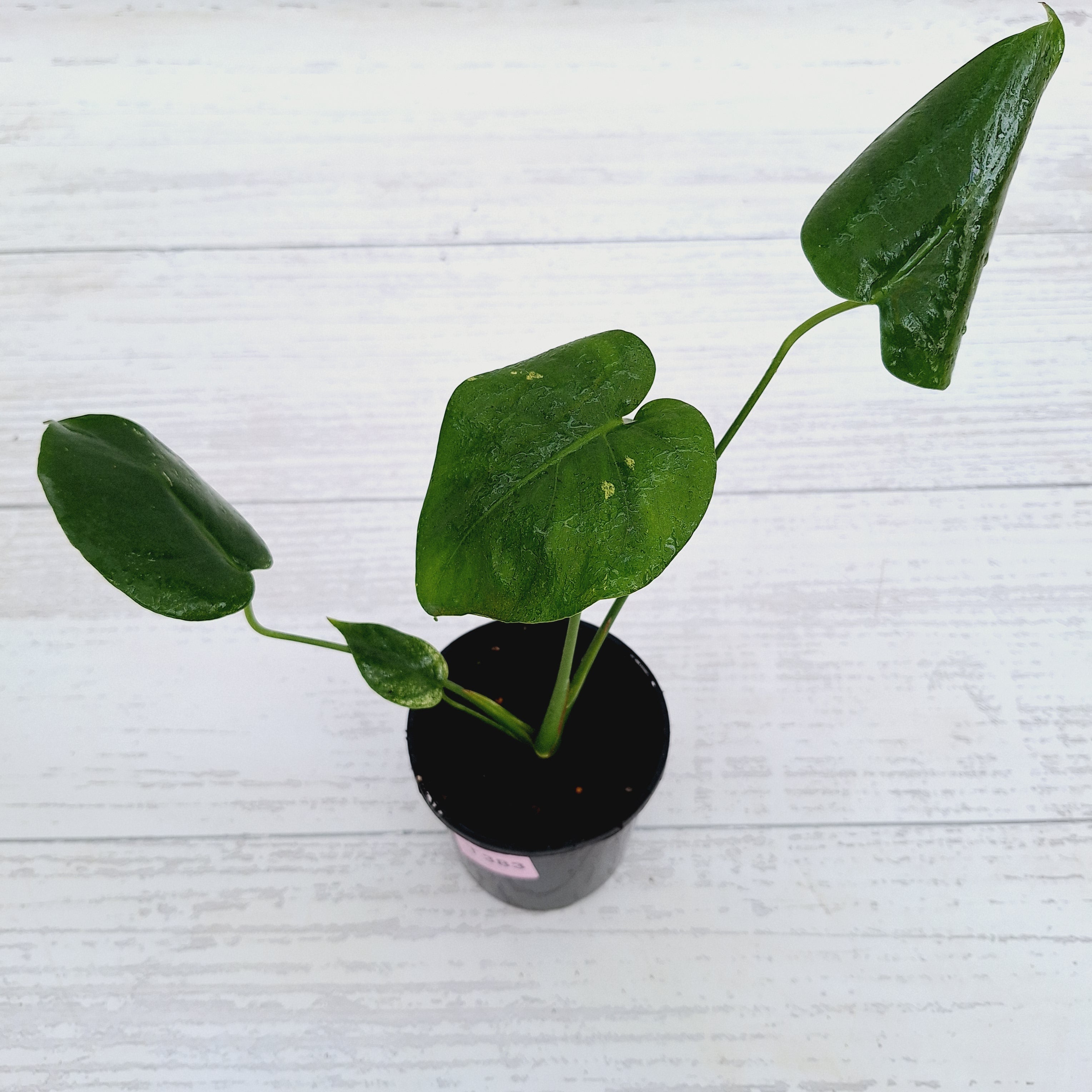 Monstera Deliciosa Mint