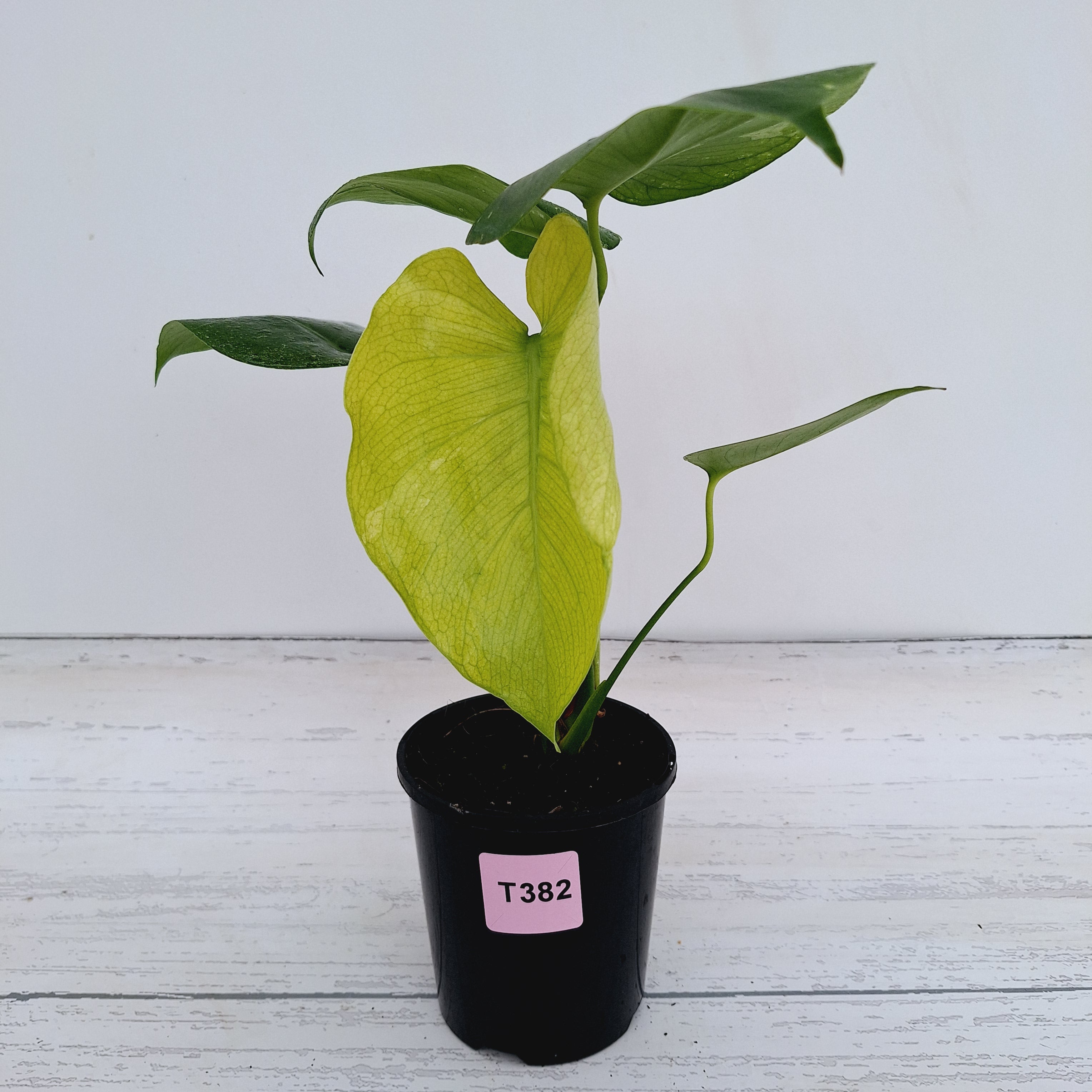 Monstera Deliciosa Mint