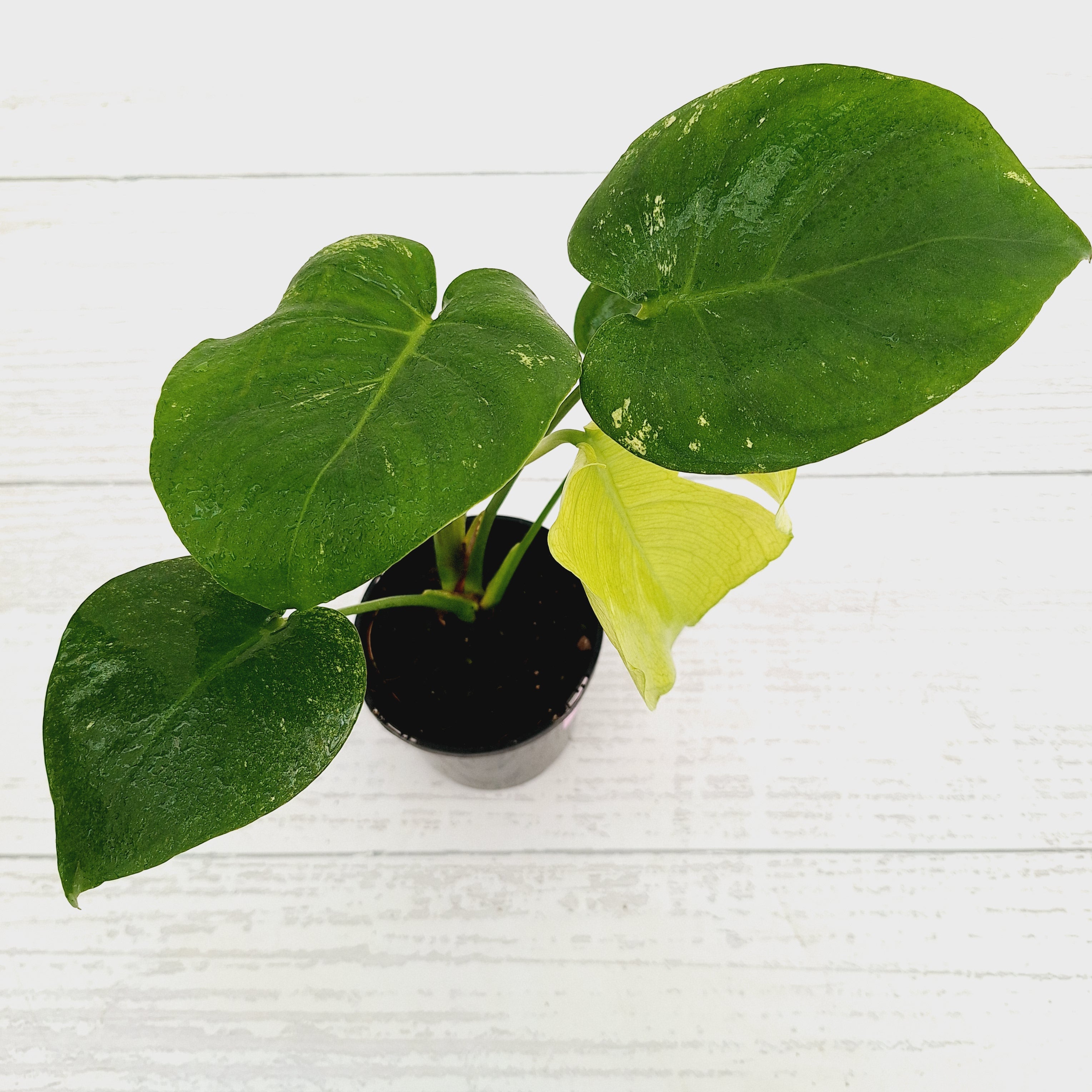 Monstera Deliciosa Mint