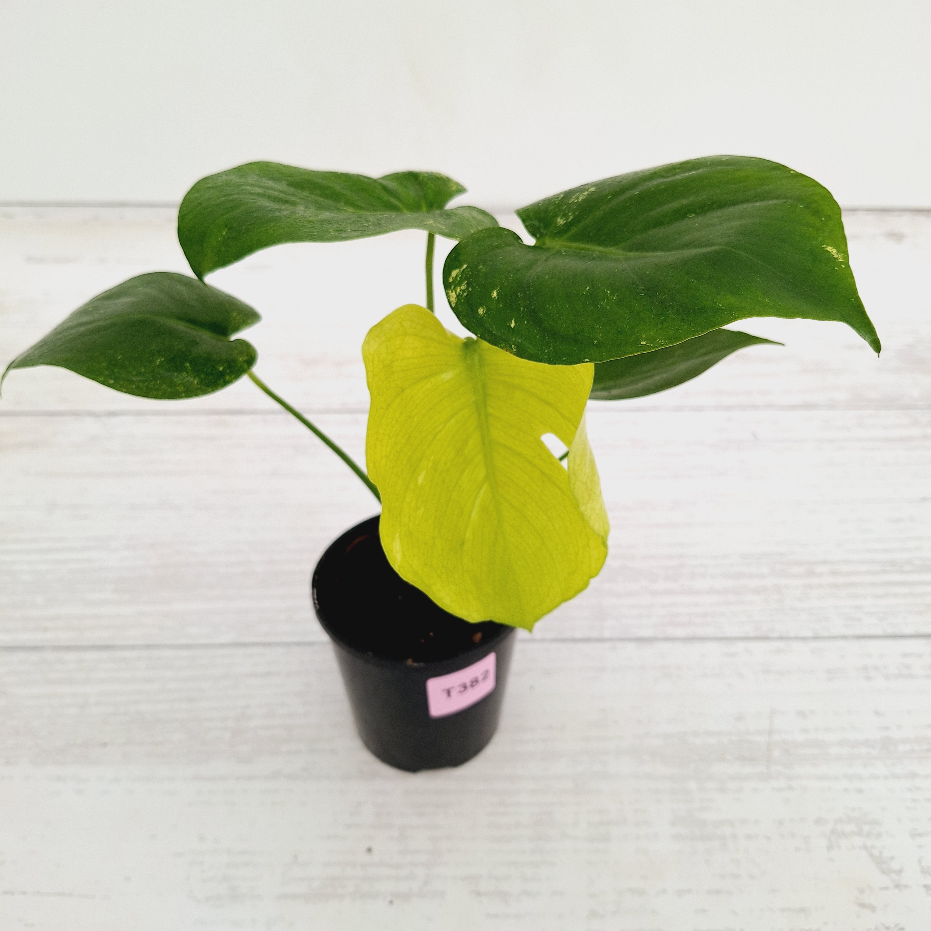 Monstera Deliciosa Mint