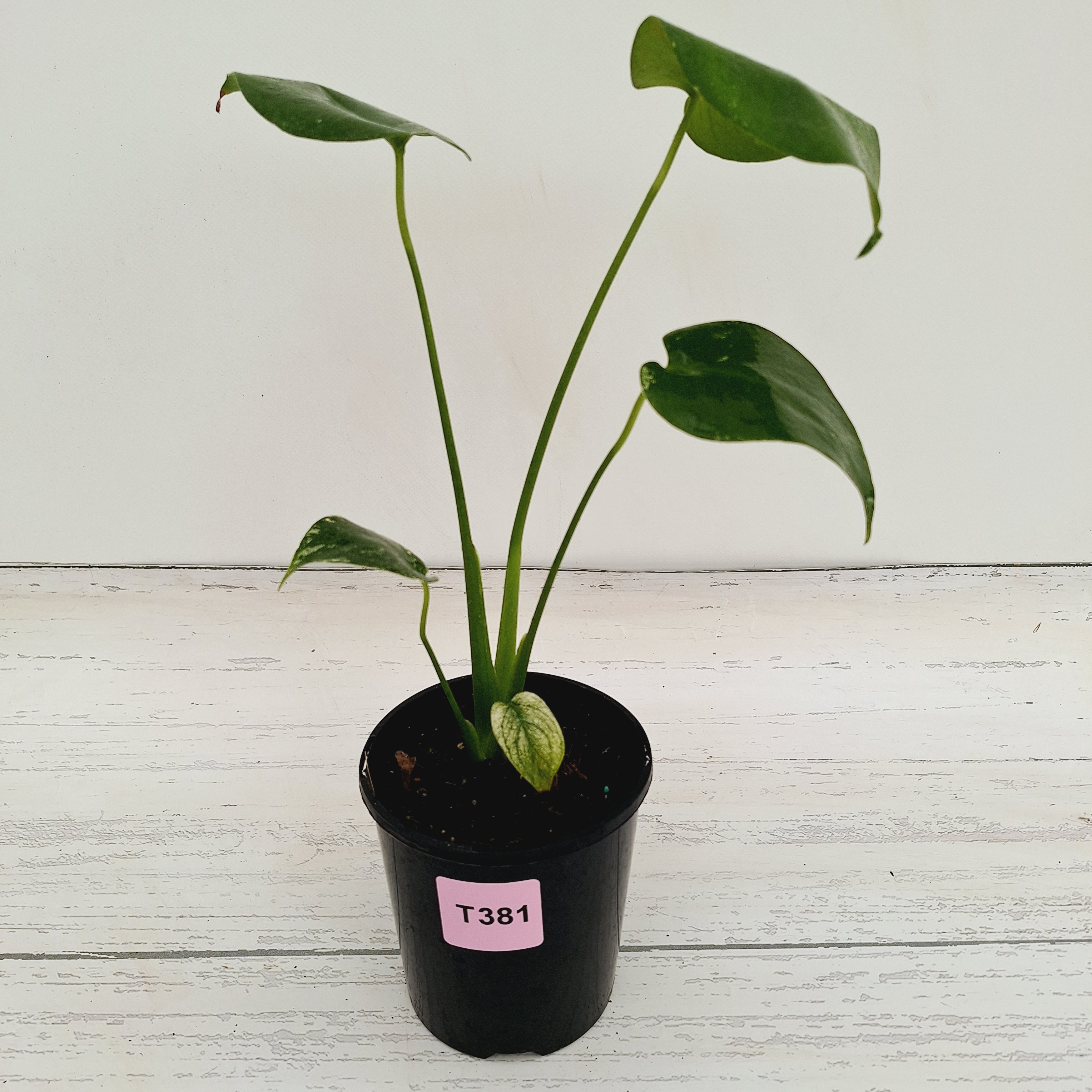 Monstera Deliciosa Mint