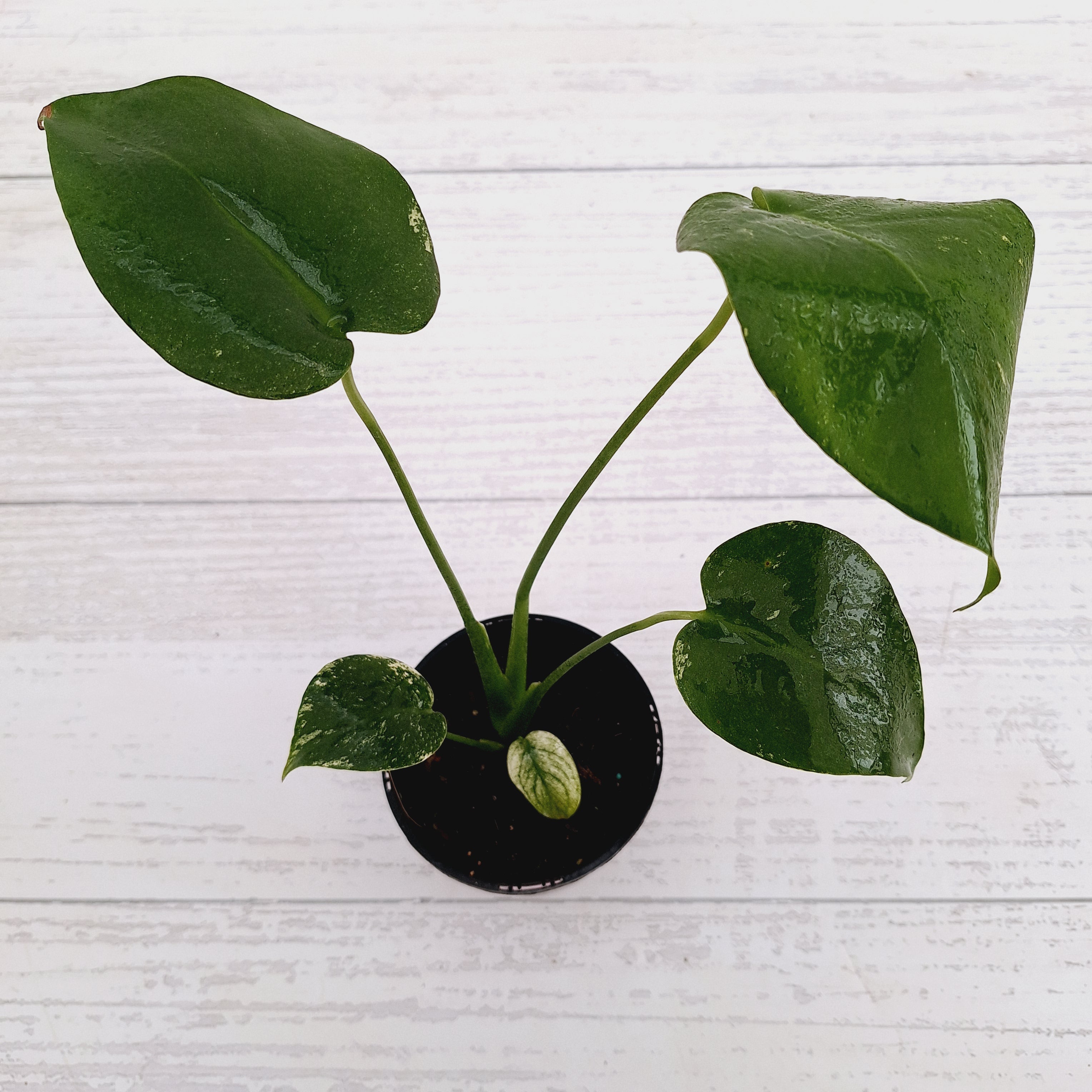 Monstera Deliciosa Mint