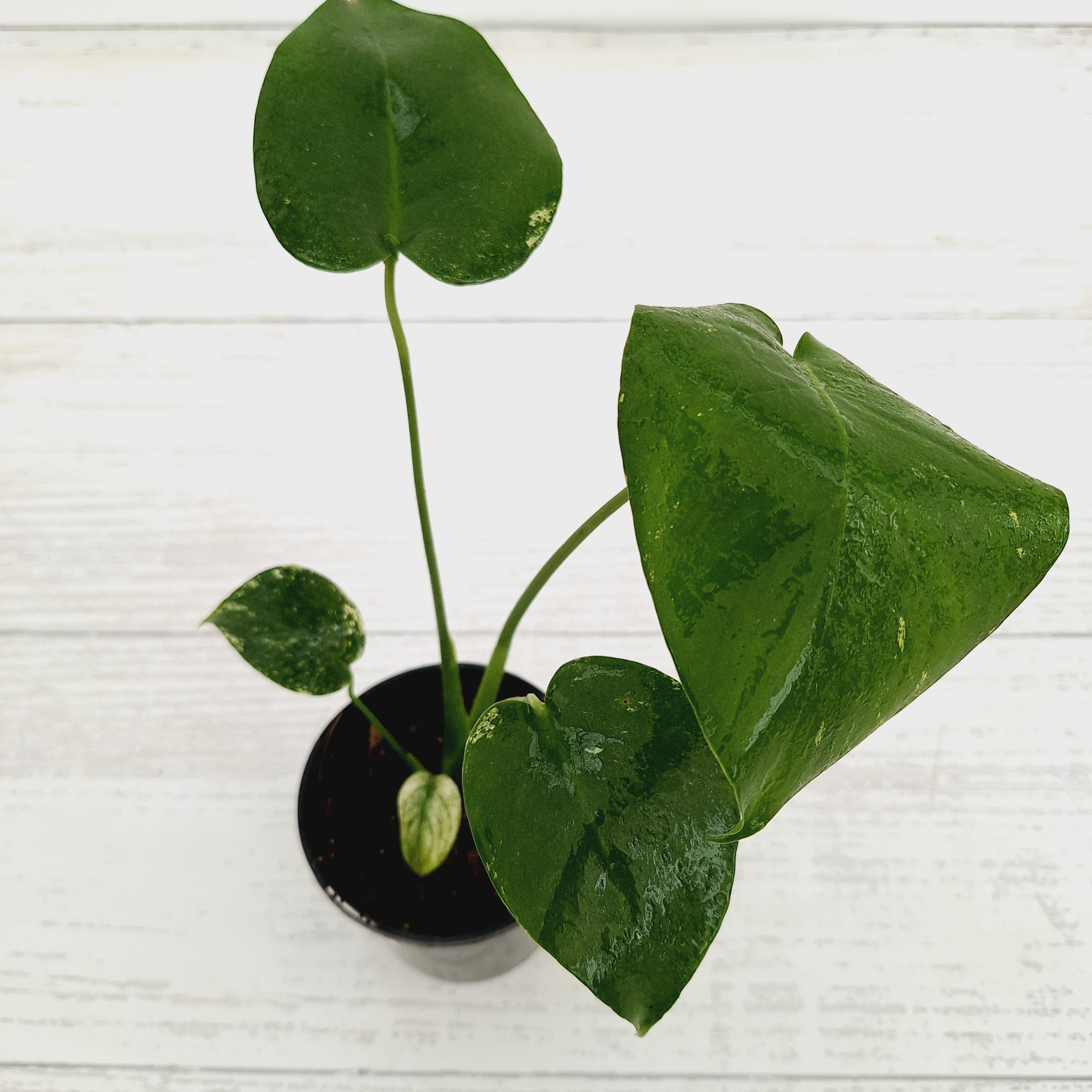 Monstera Deliciosa Mint