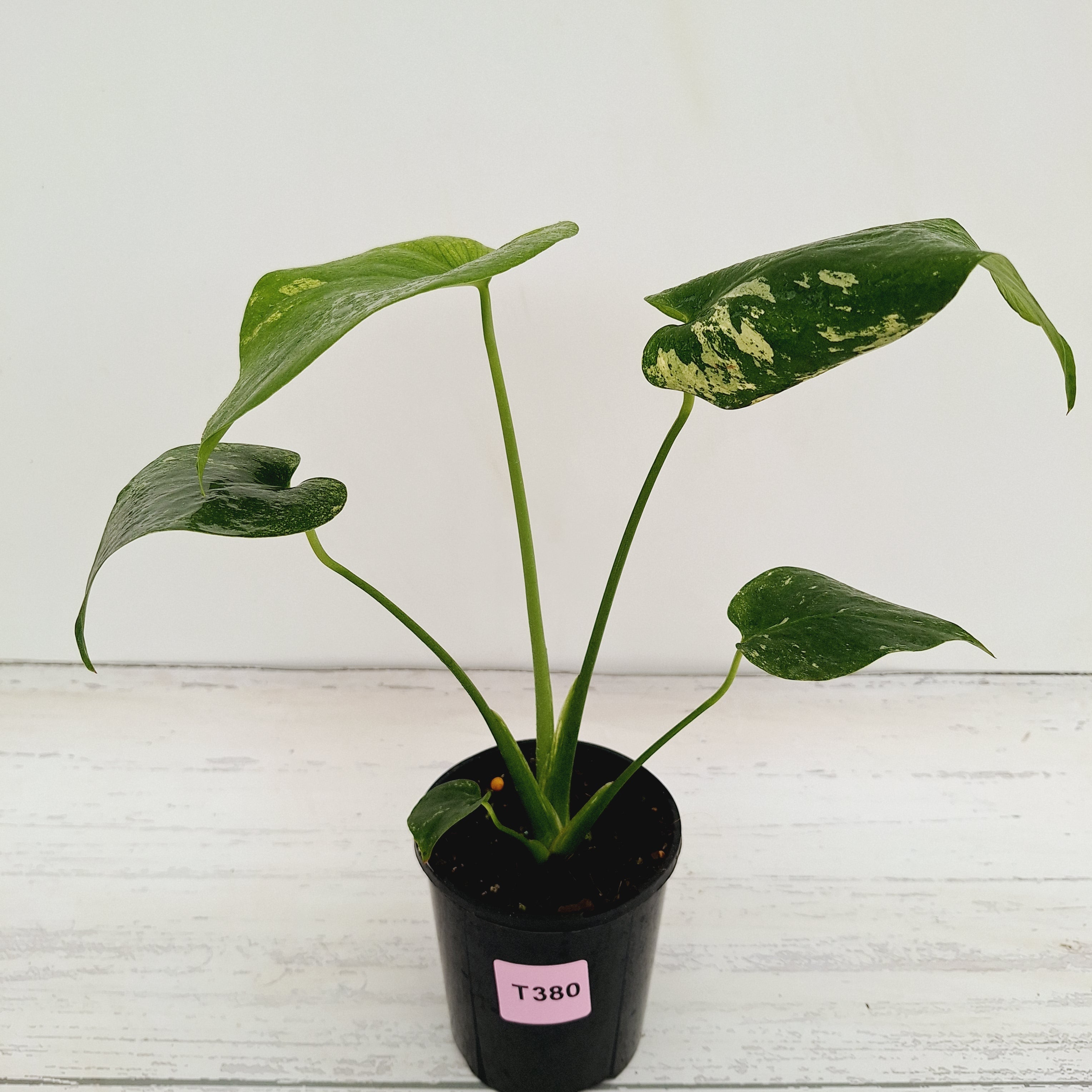 Monstera Deliciosa Mint