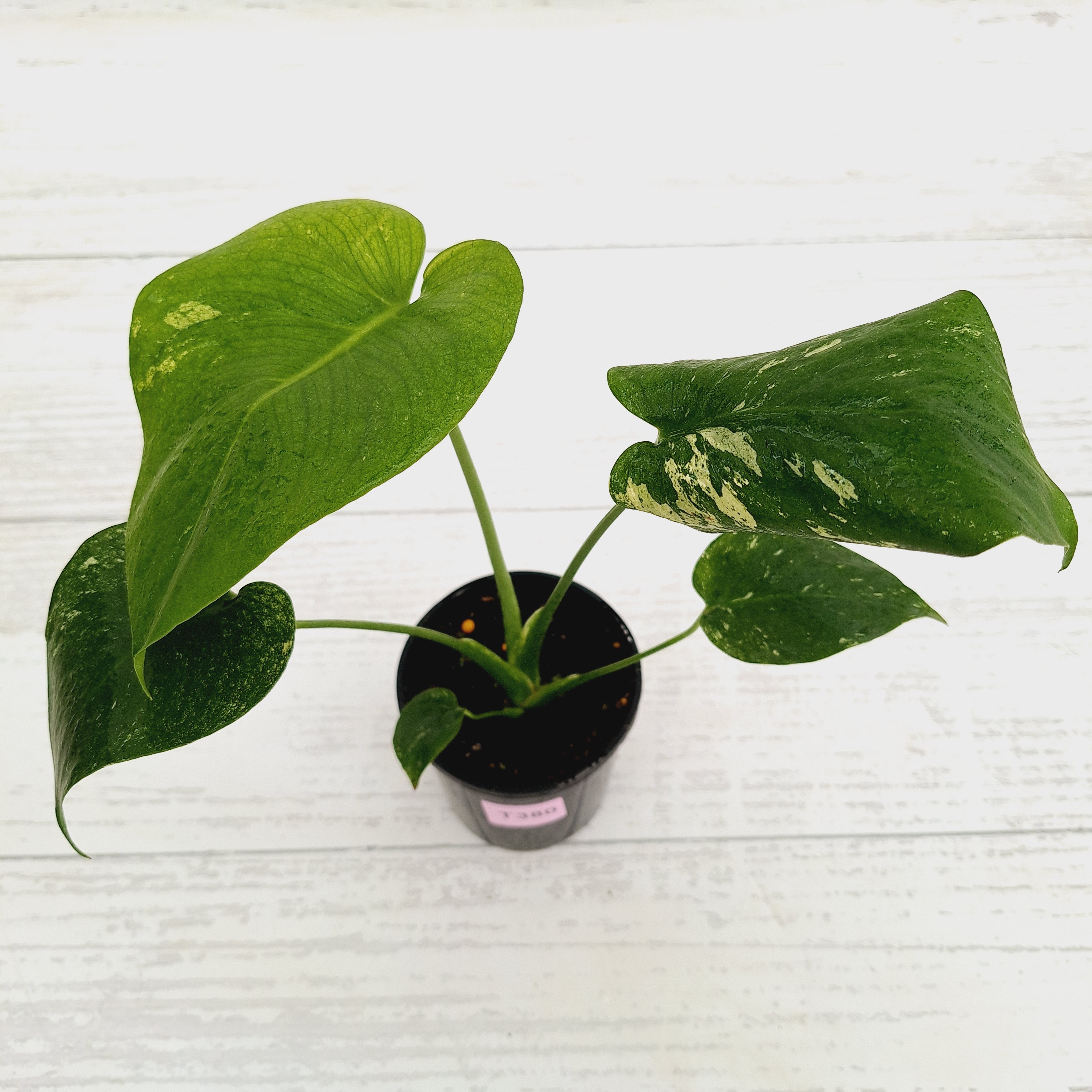 Monstera Deliciosa Mint