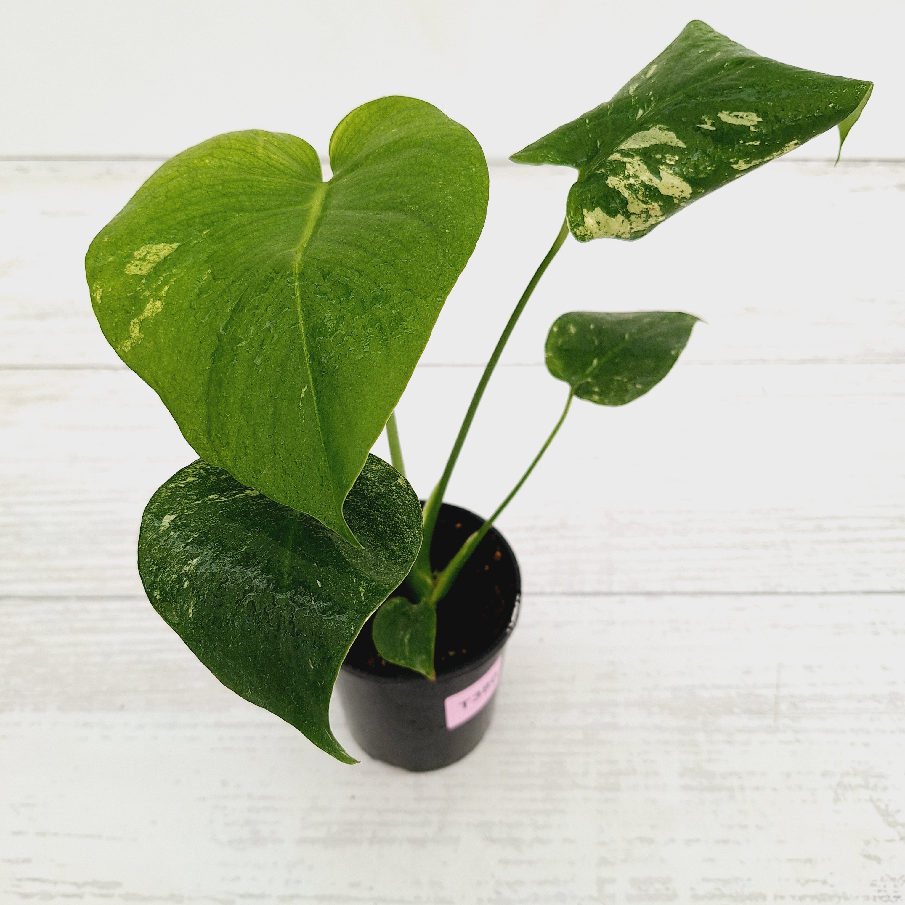 Monstera Deliciosa Mint