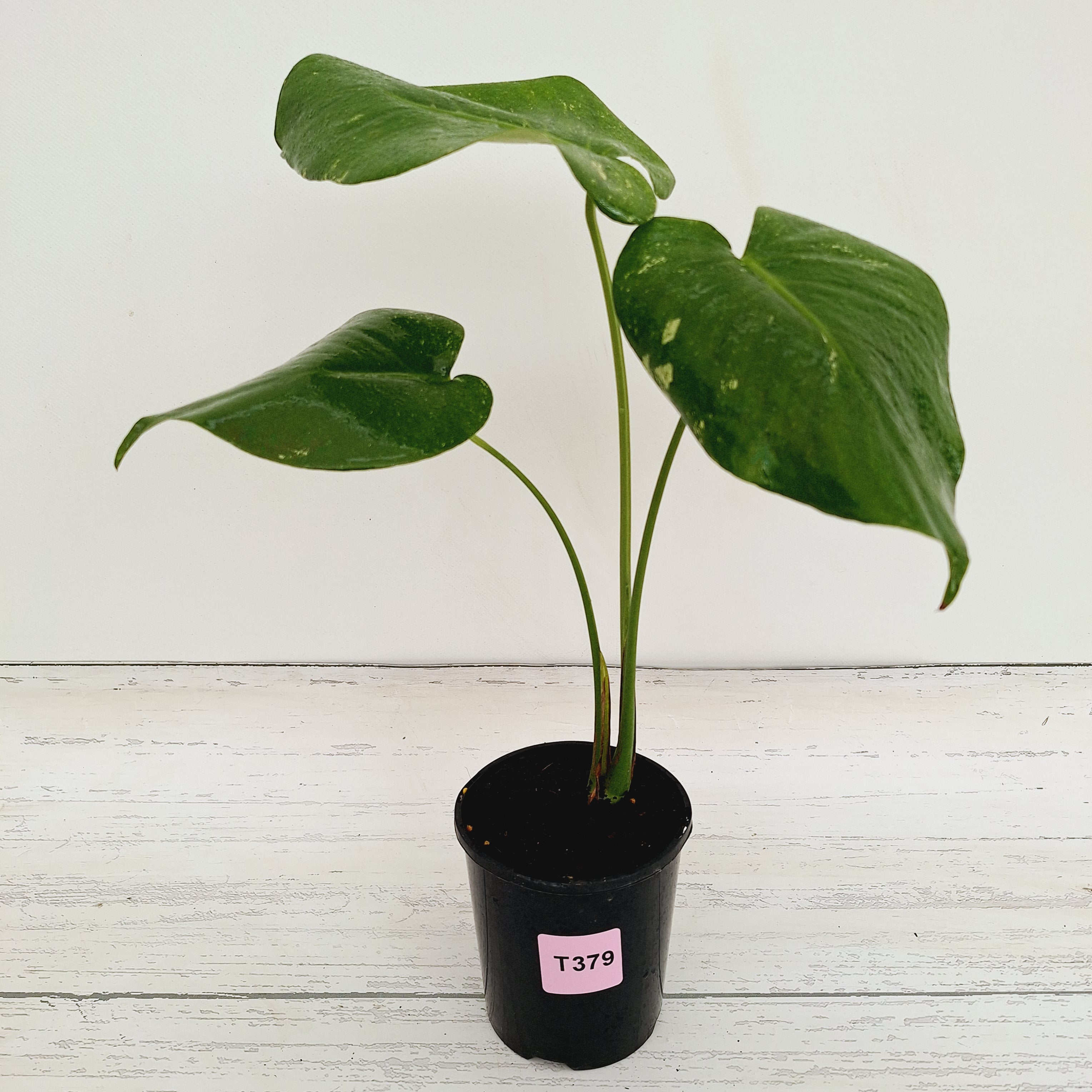Monstera Deliciosa Mint