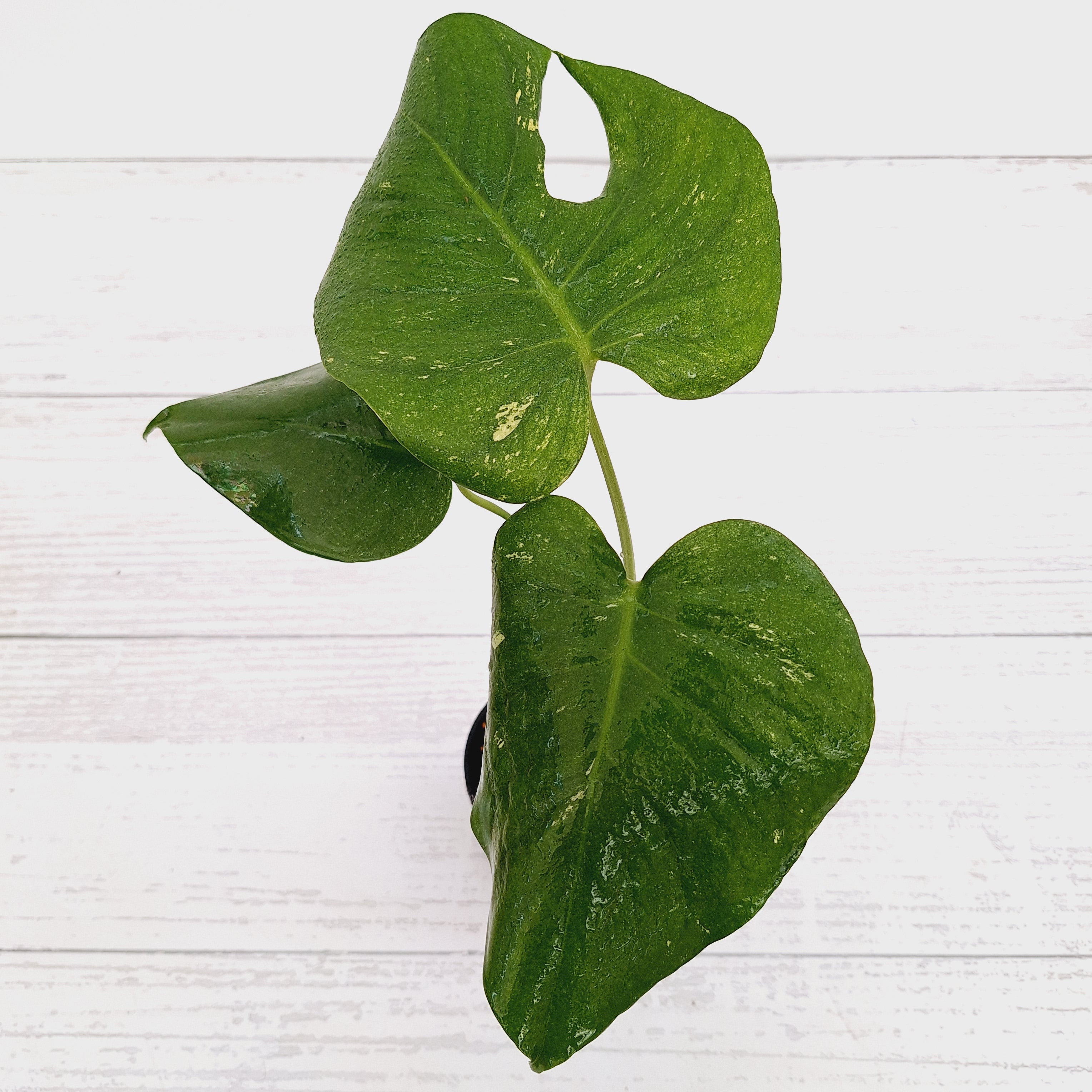 Monstera Deliciosa Mint