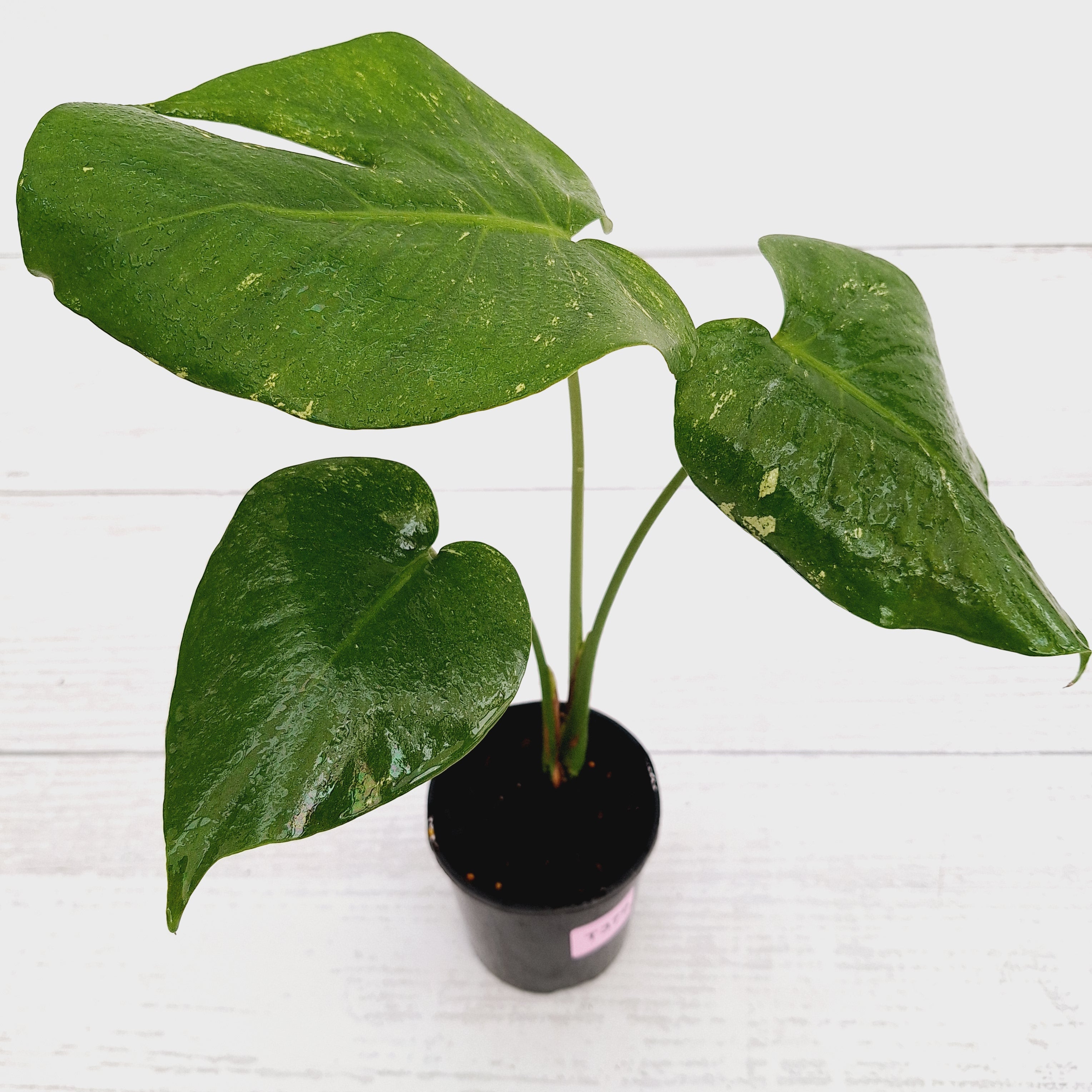 Monstera Deliciosa Mint