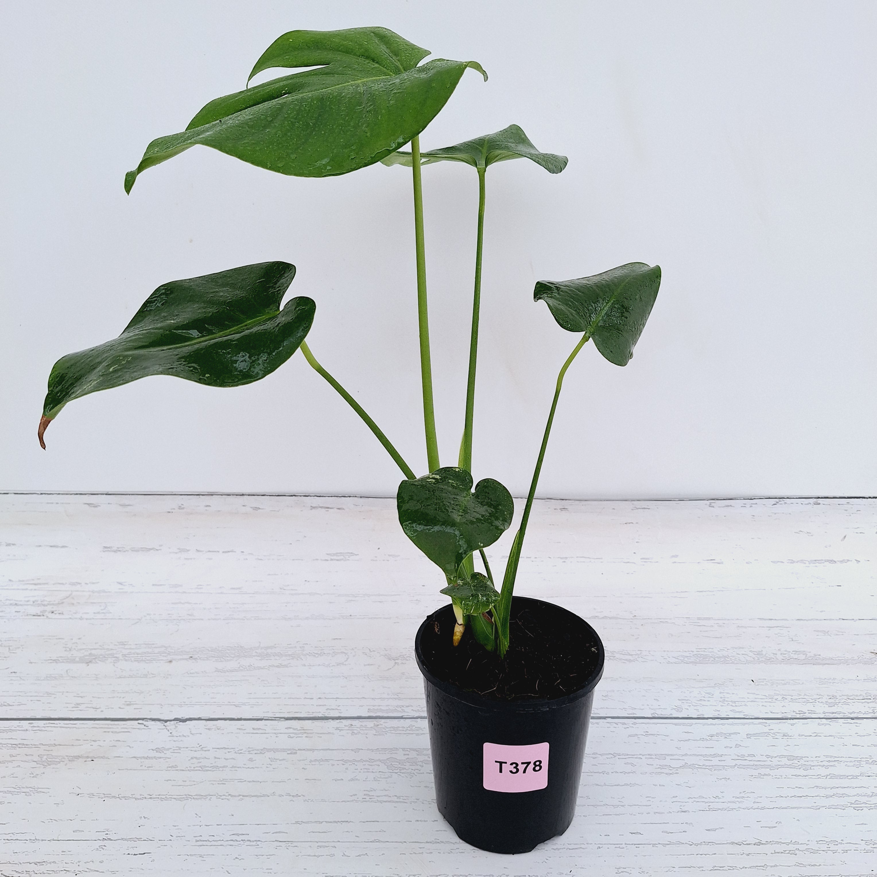 Monstera Deliciosa Mint