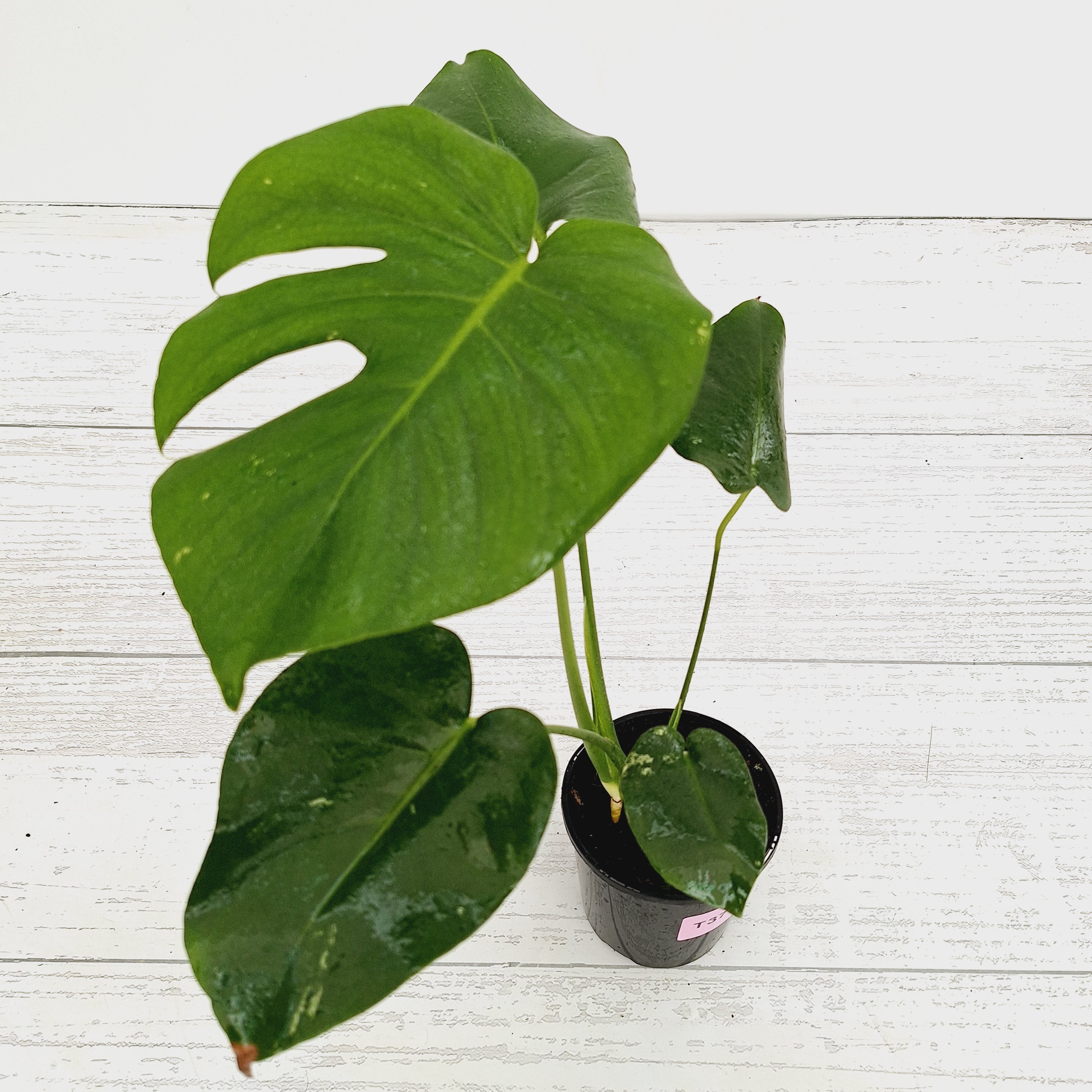 Monstera Deliciosa Mint