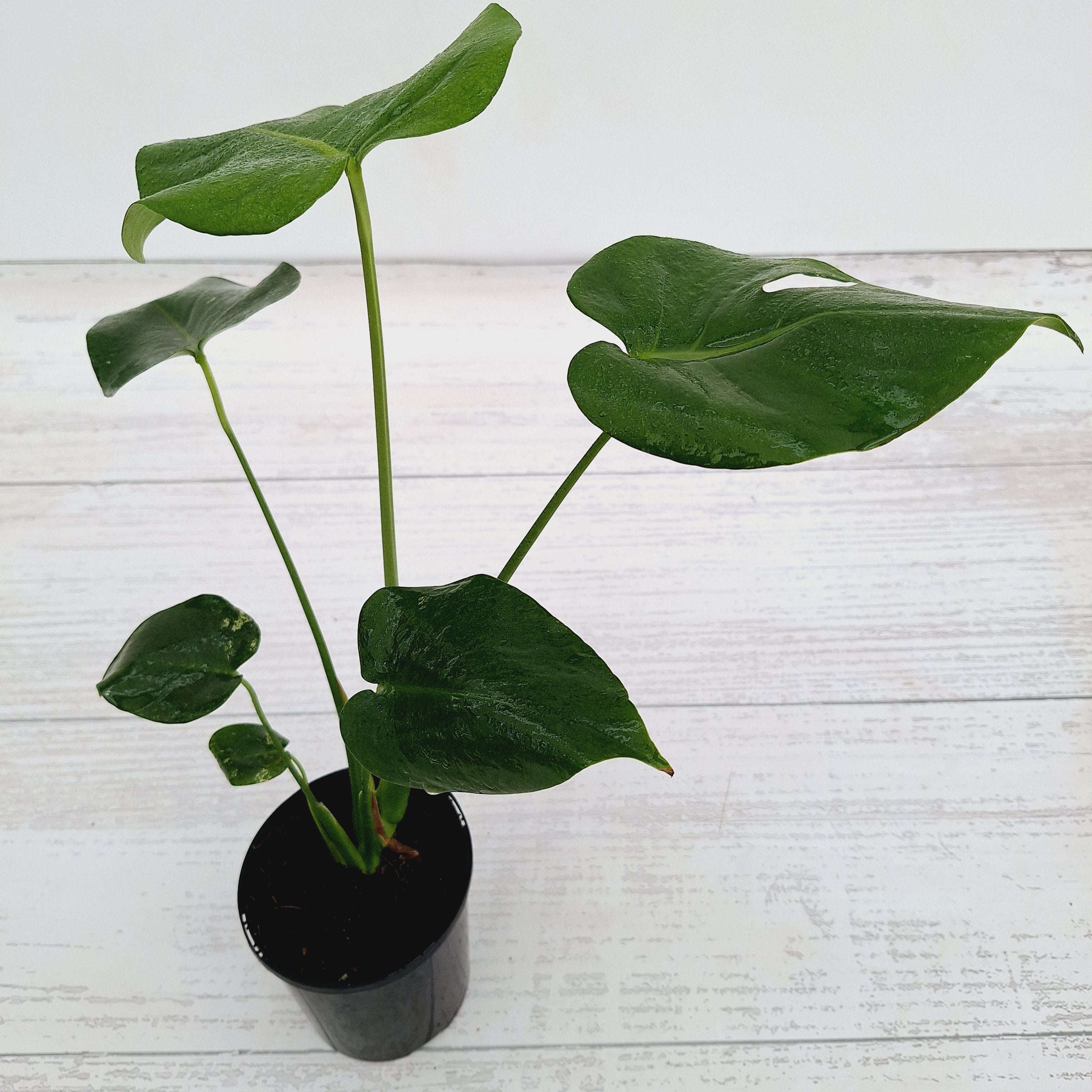 Monstera Deliciosa Mint