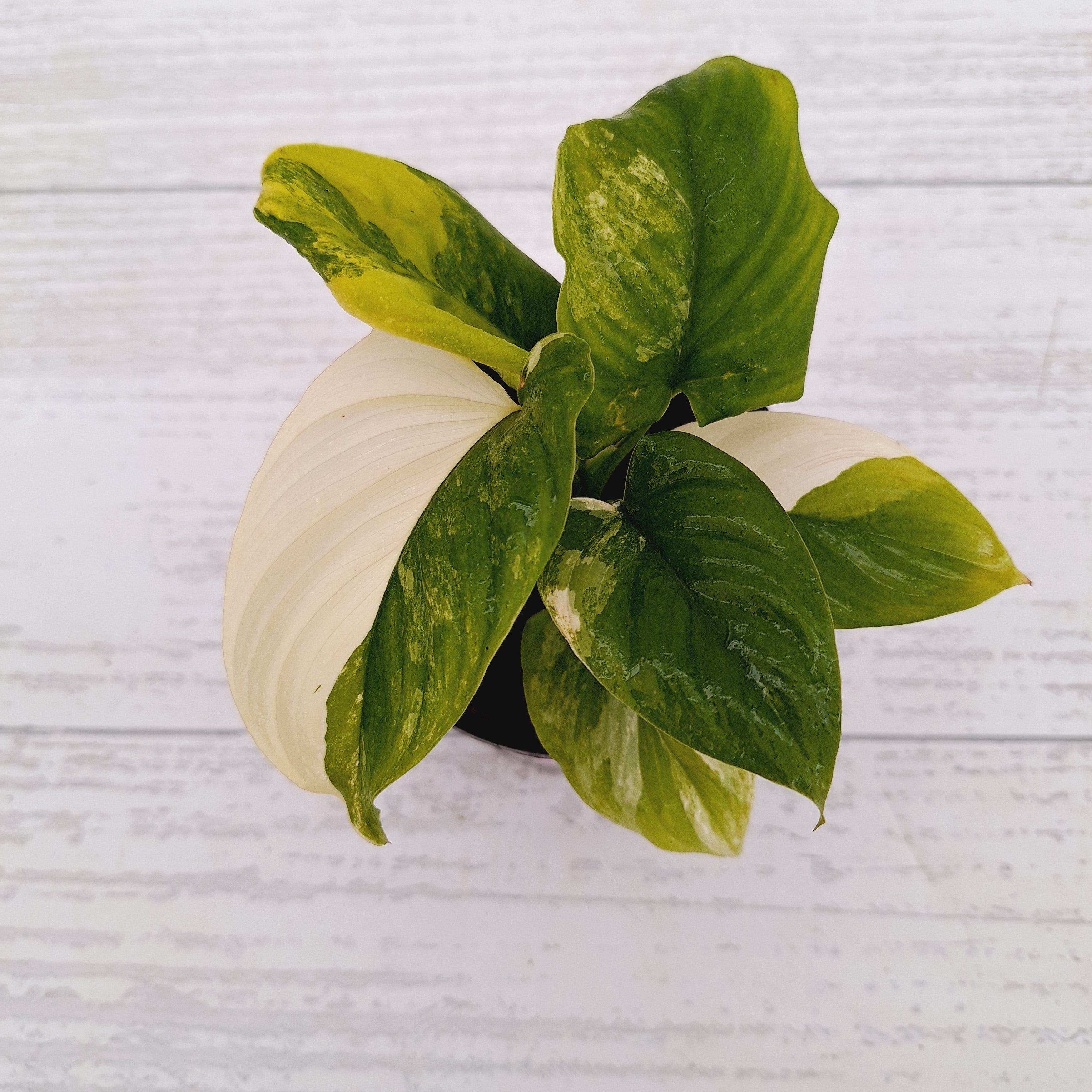 Homalomena rubescens Variegata