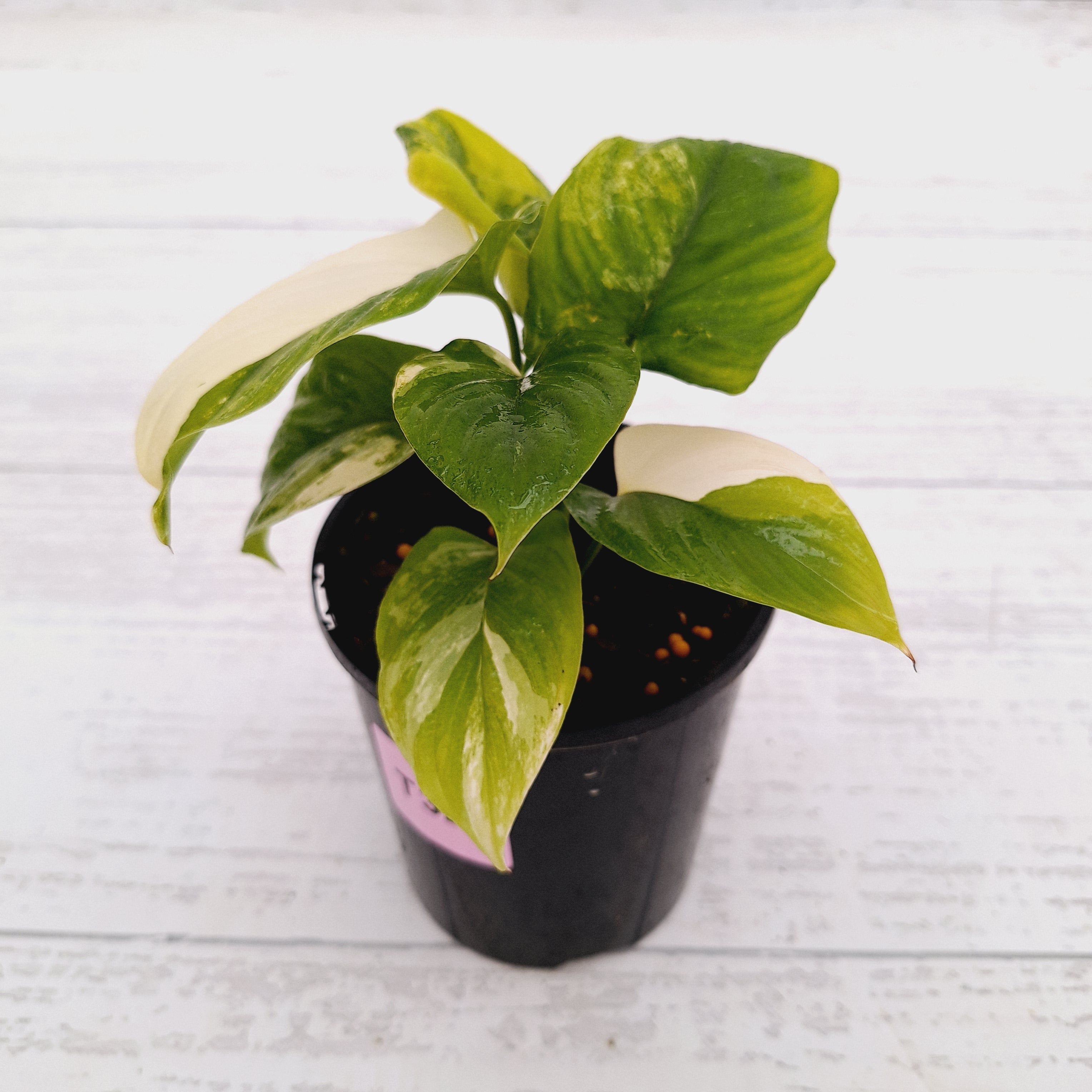 Homalomena rubescens Variegata