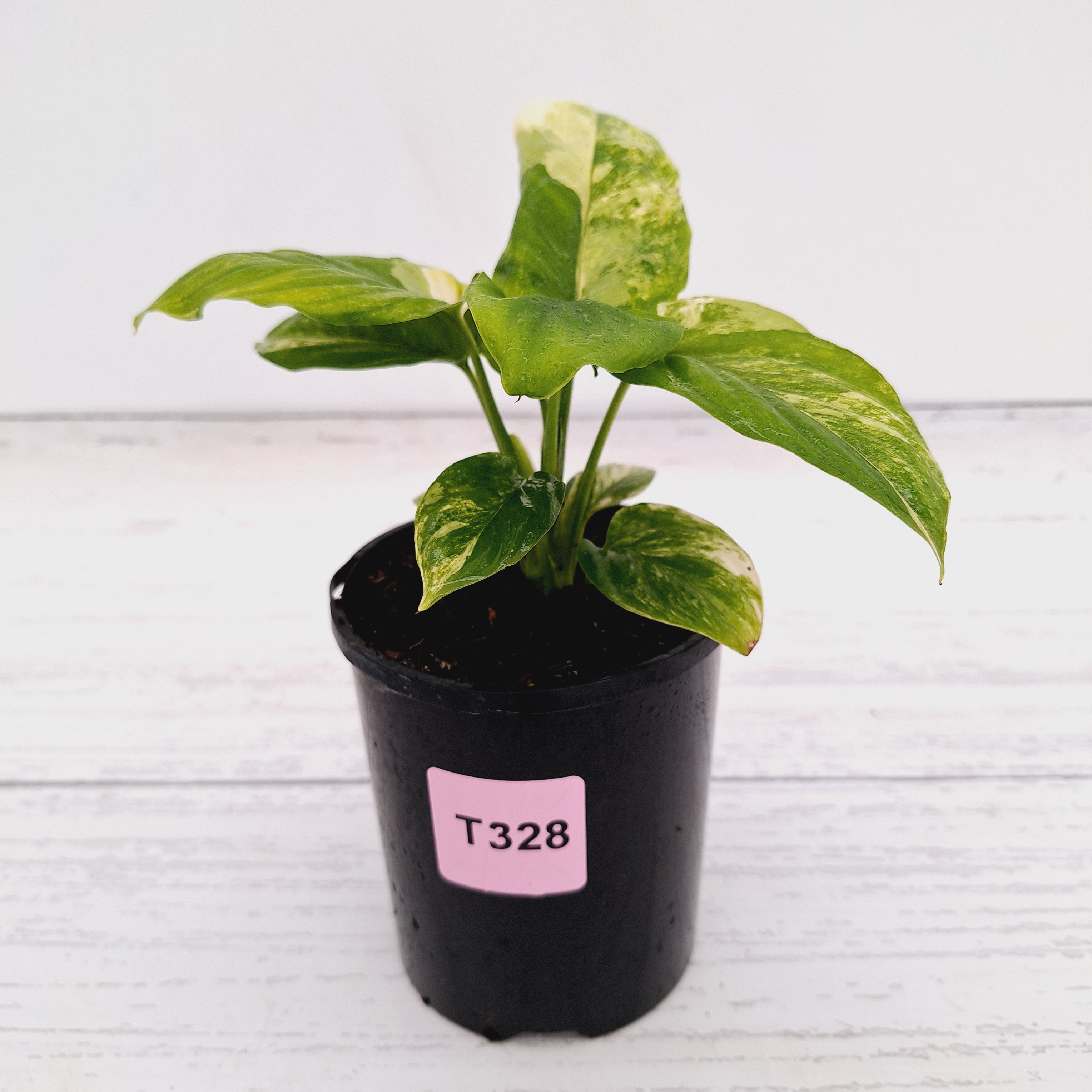 Homalomena rubescens Variegata