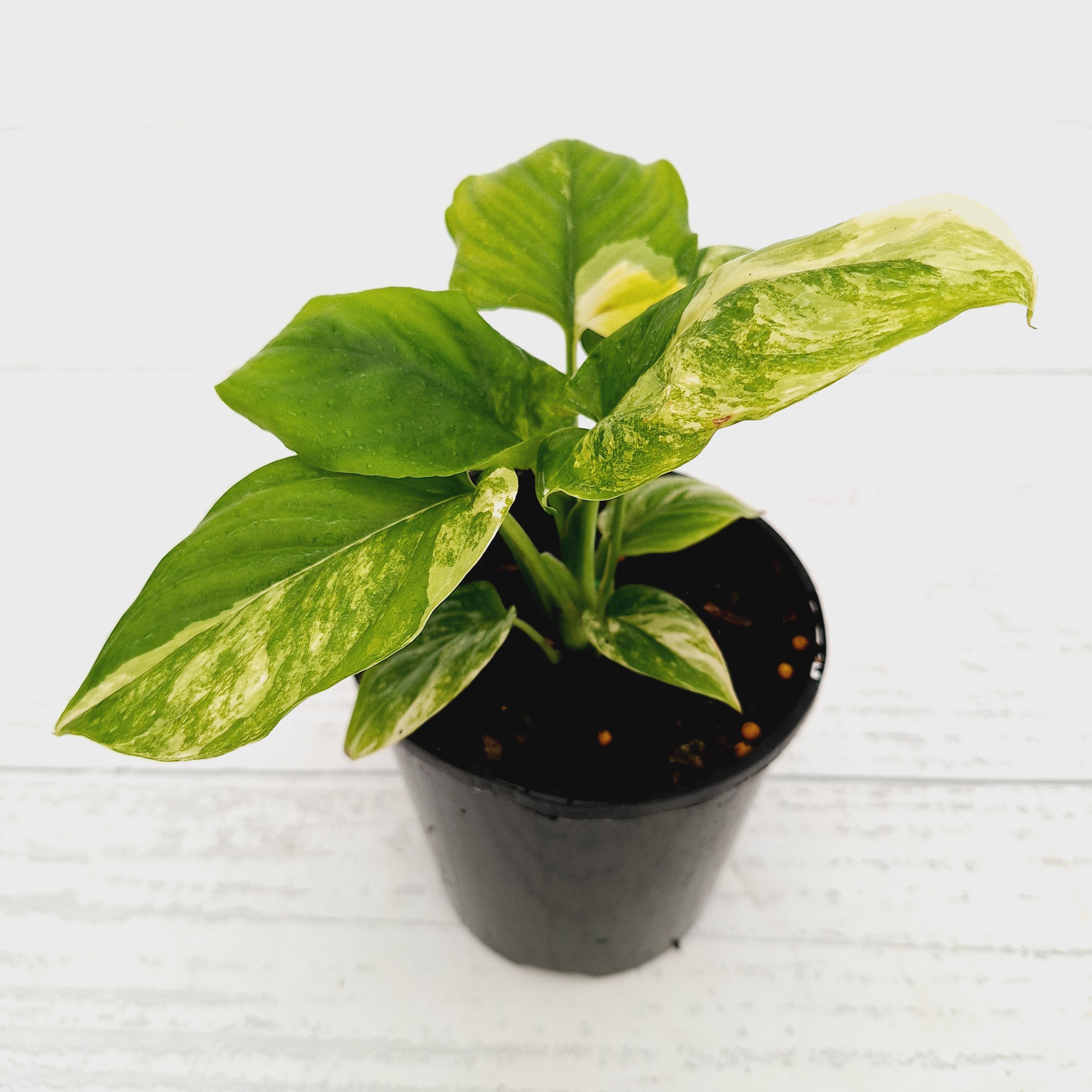 Homalomena rubescens Variegata