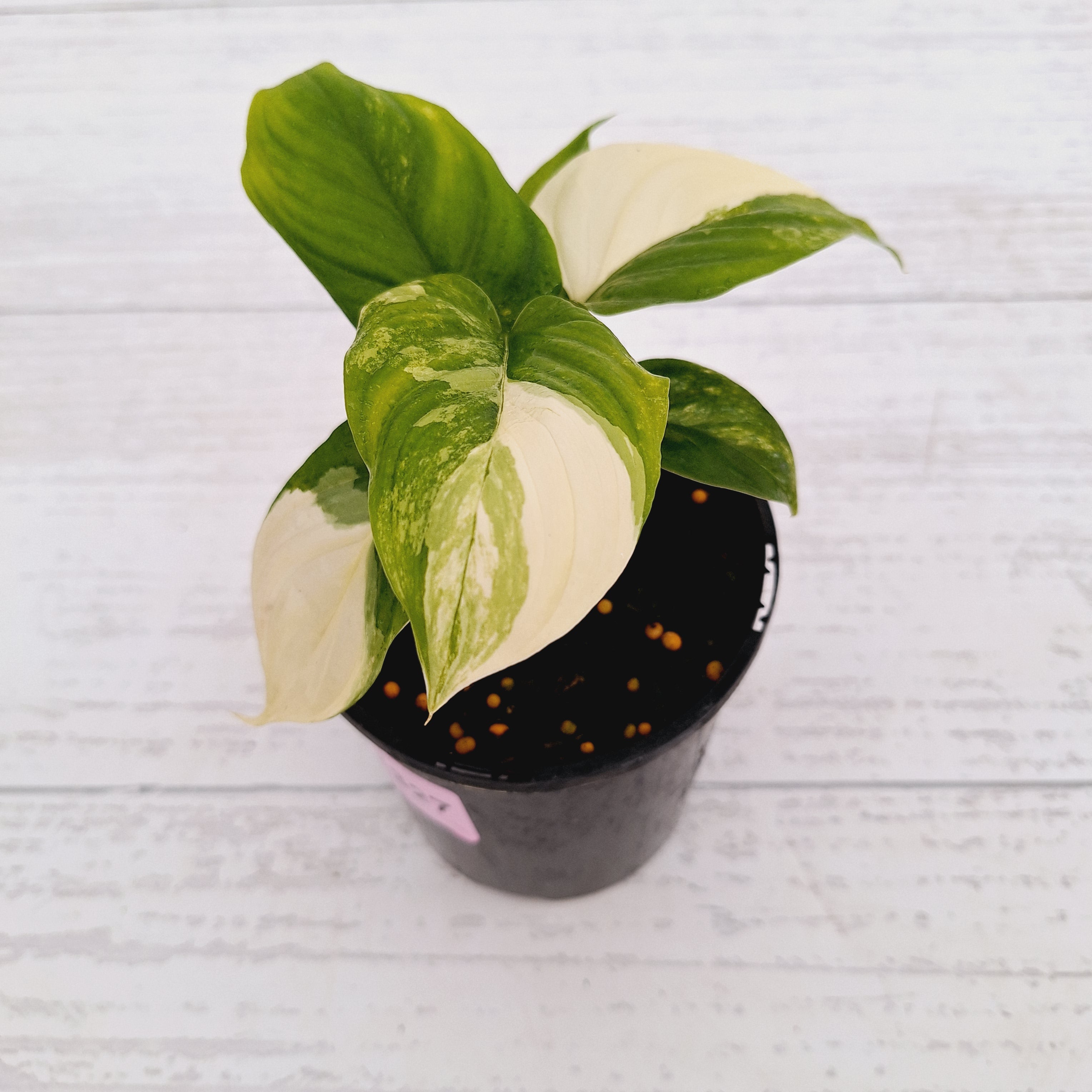 Homalomena rubescens Variegata