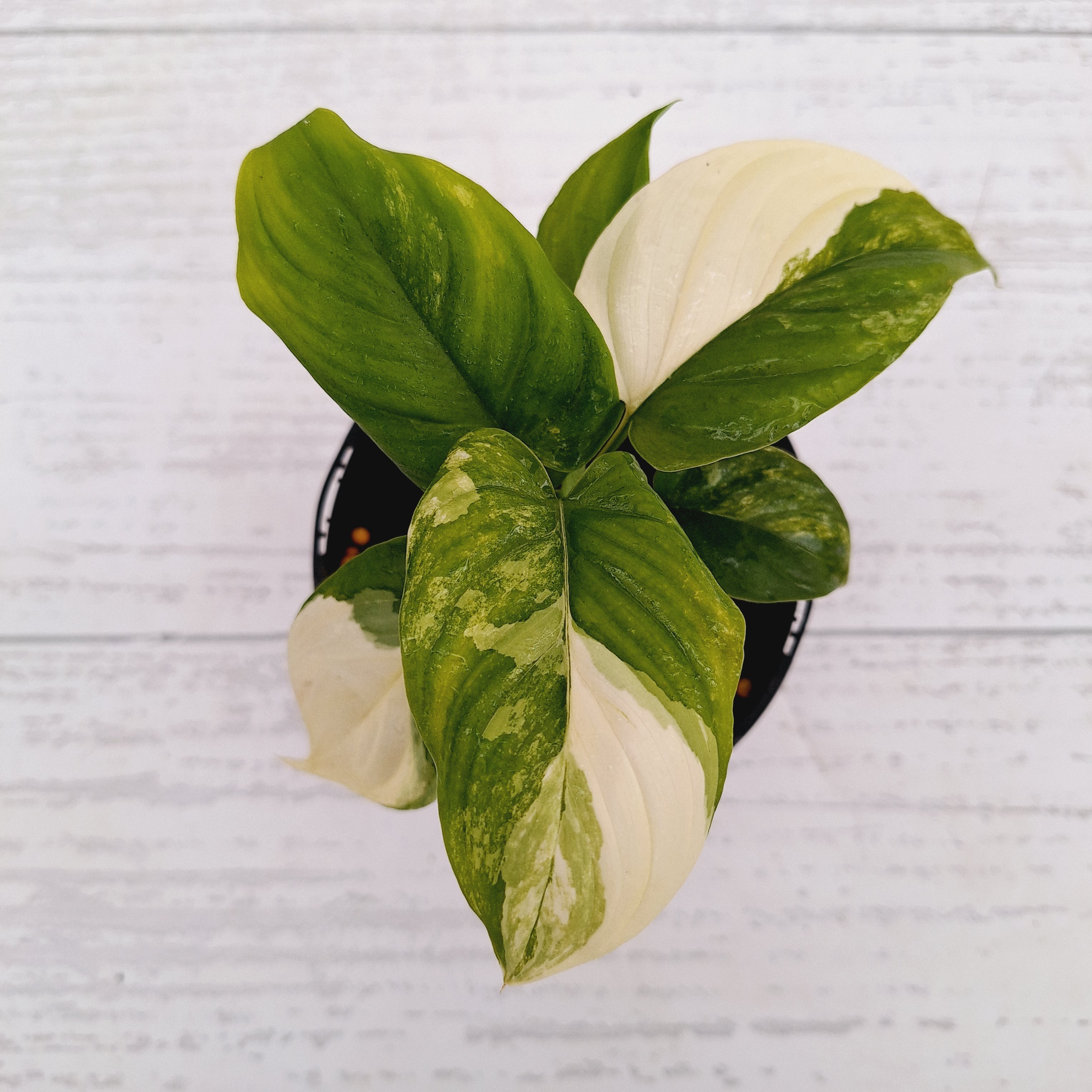 Homalomena rubescens Variegata