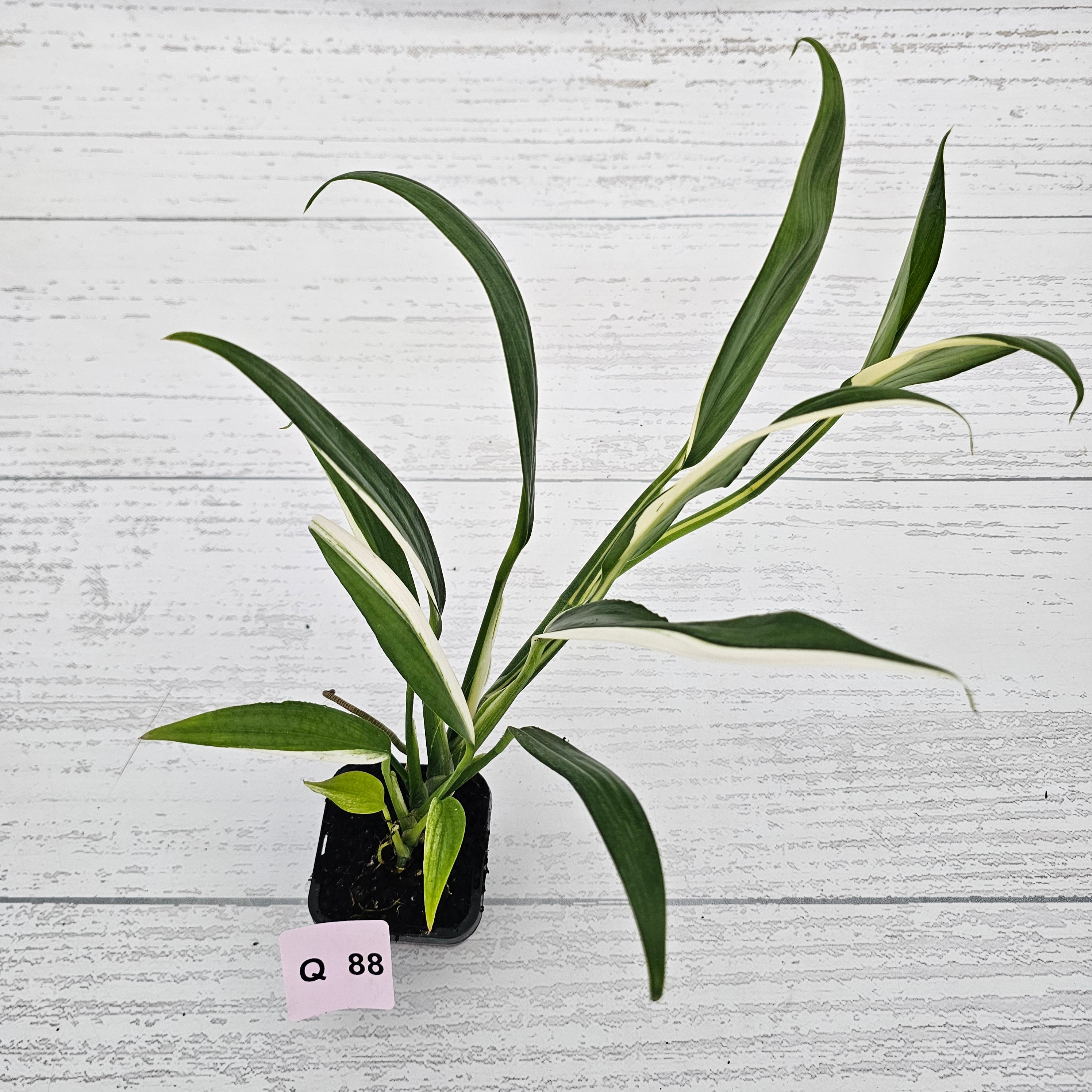 Epipremnum amplissimum variegata