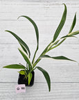 Epipremnum amplissimum variegata