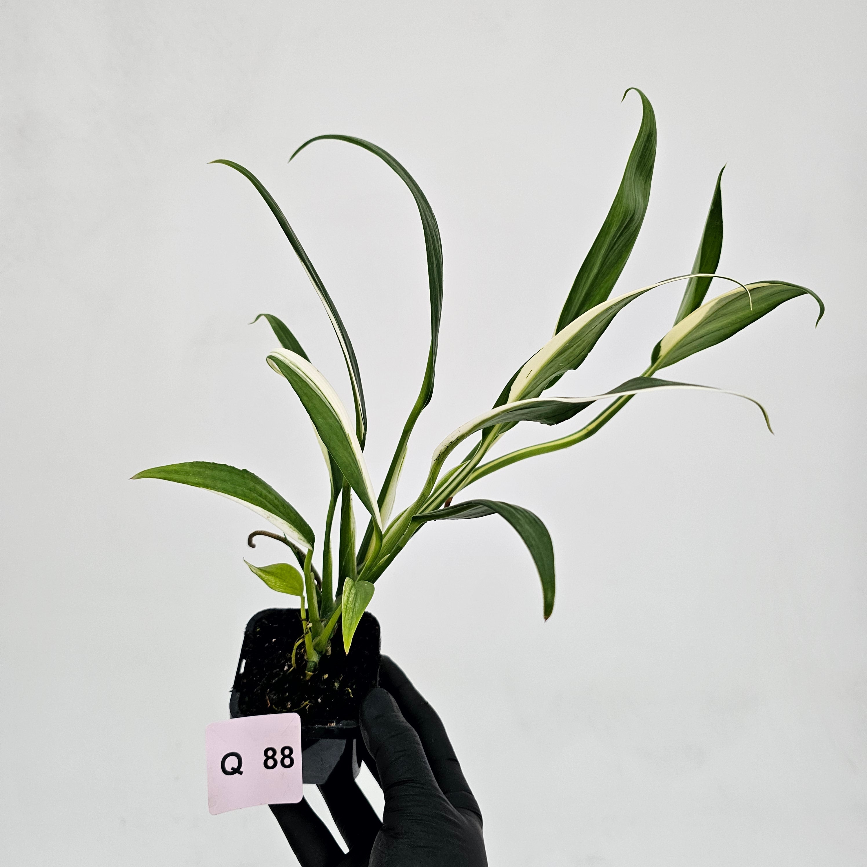 Epipremnum amplissimum variegata