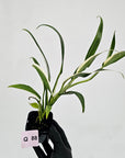 Epipremnum amplissimum variegata