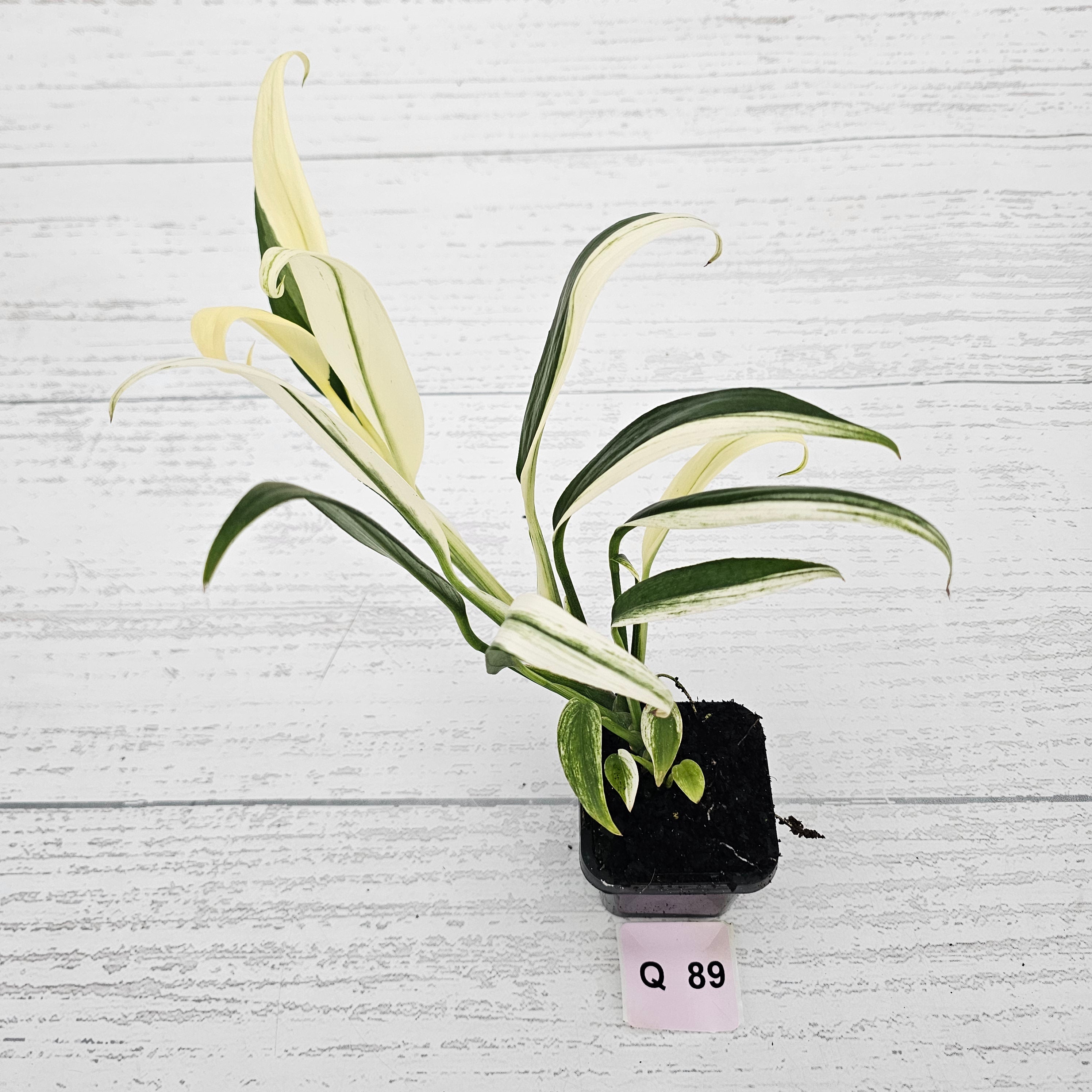 Epipremnum amplissimum variegata
