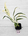 Epipremnum amplissimum variegata