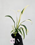 Epipremnum amplissimum variegata