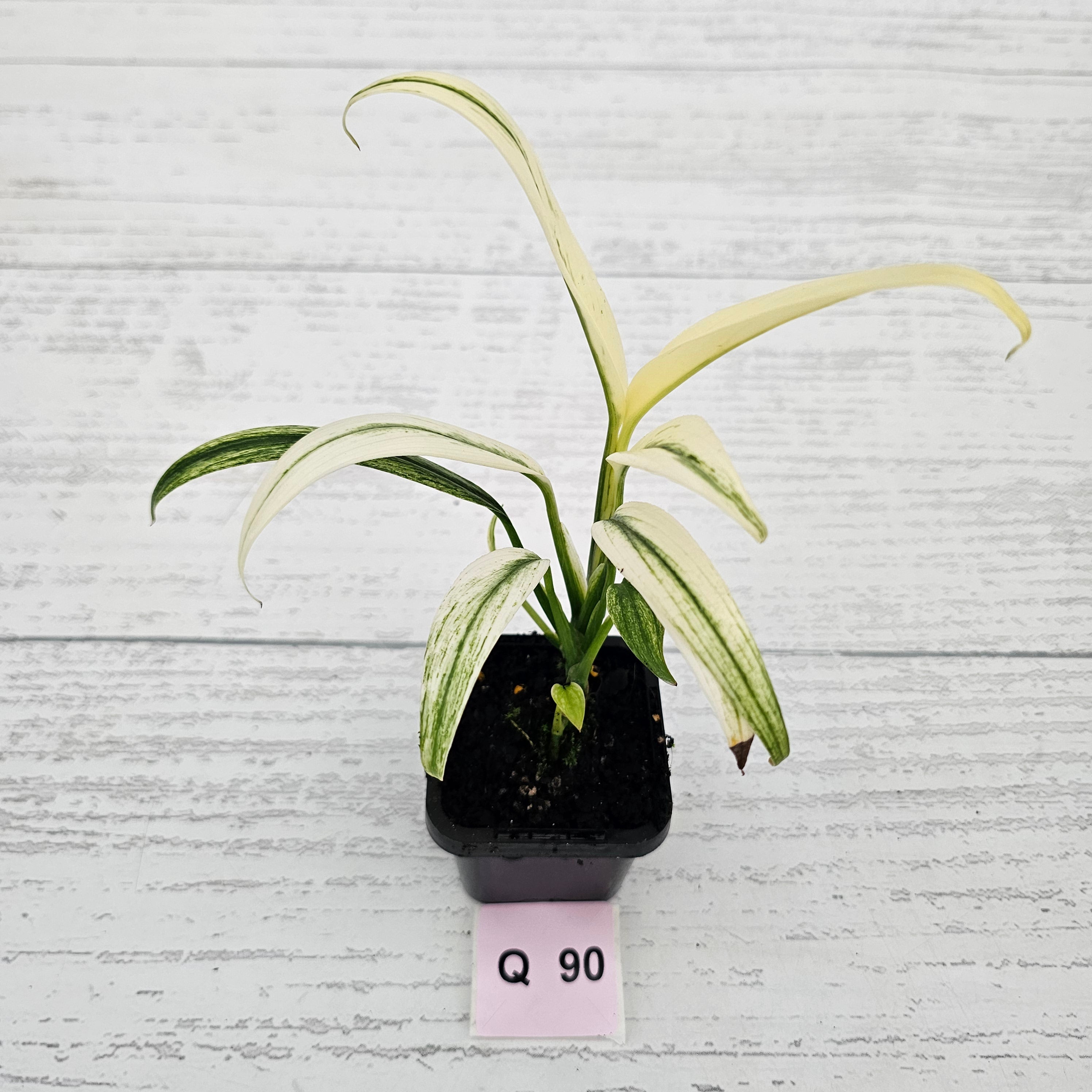 Epipremnum amplissimum variegata