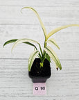 Epipremnum amplissimum variegata