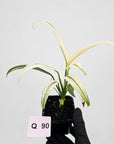 Epipremnum amplissimum variegata