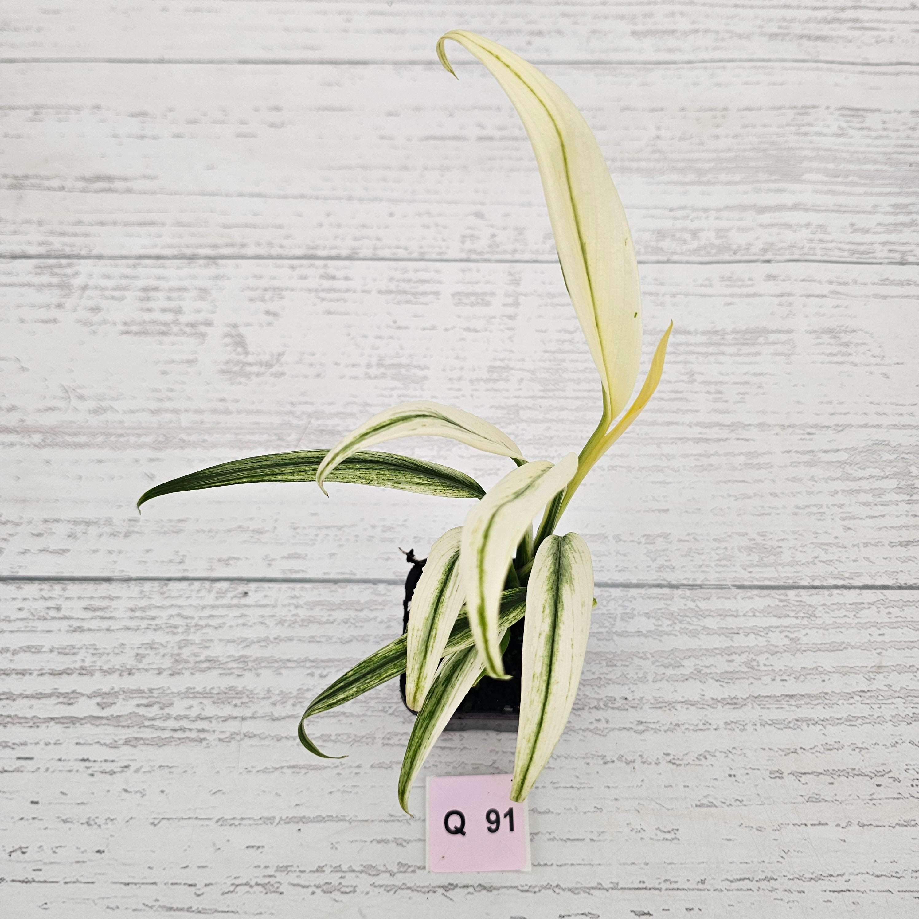 Epipremnum amplissimum variegata