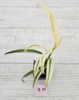 Epipremnum amplissimum variegata