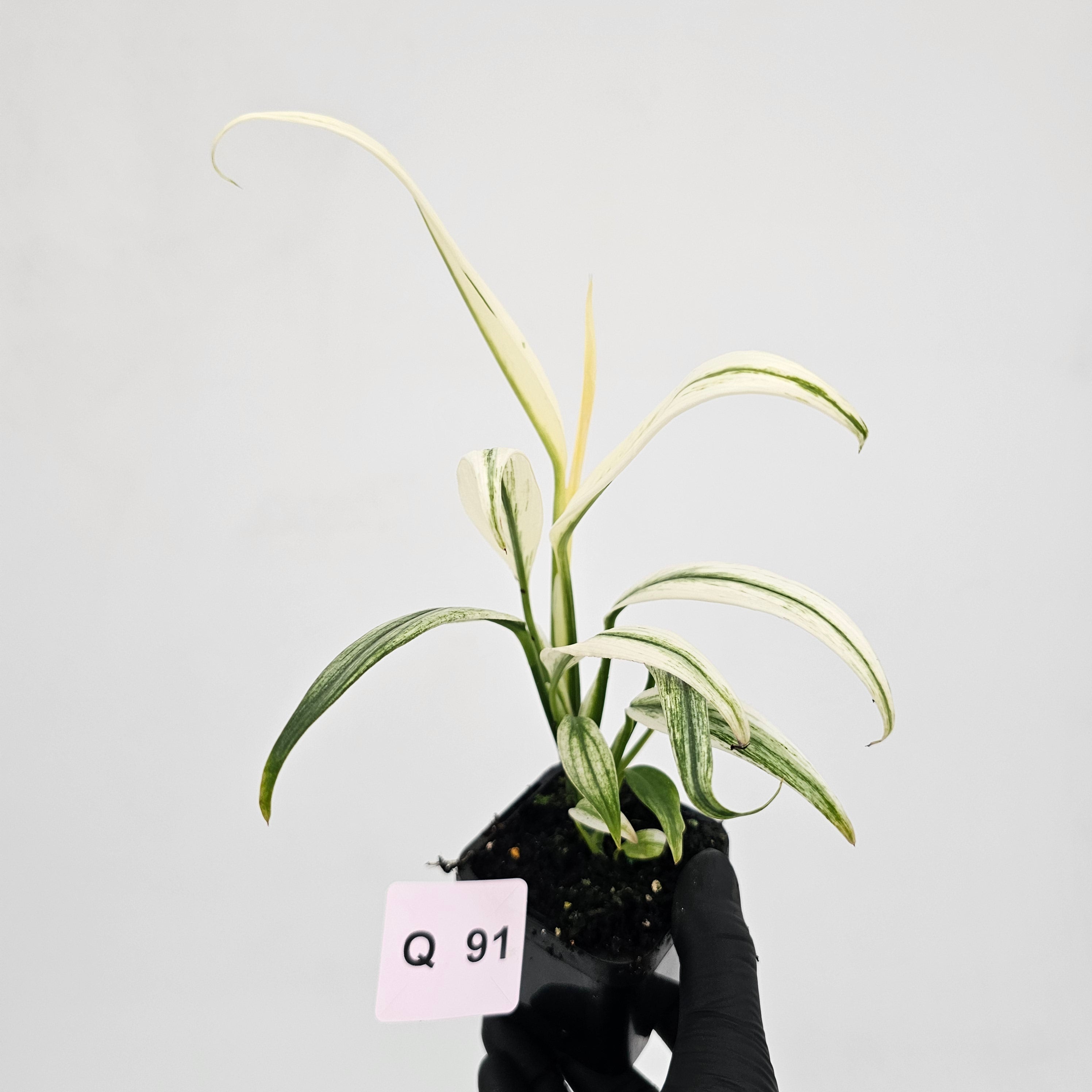 Epipremnum amplissimum variegata