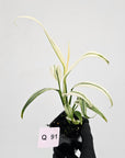 Epipremnum amplissimum variegata