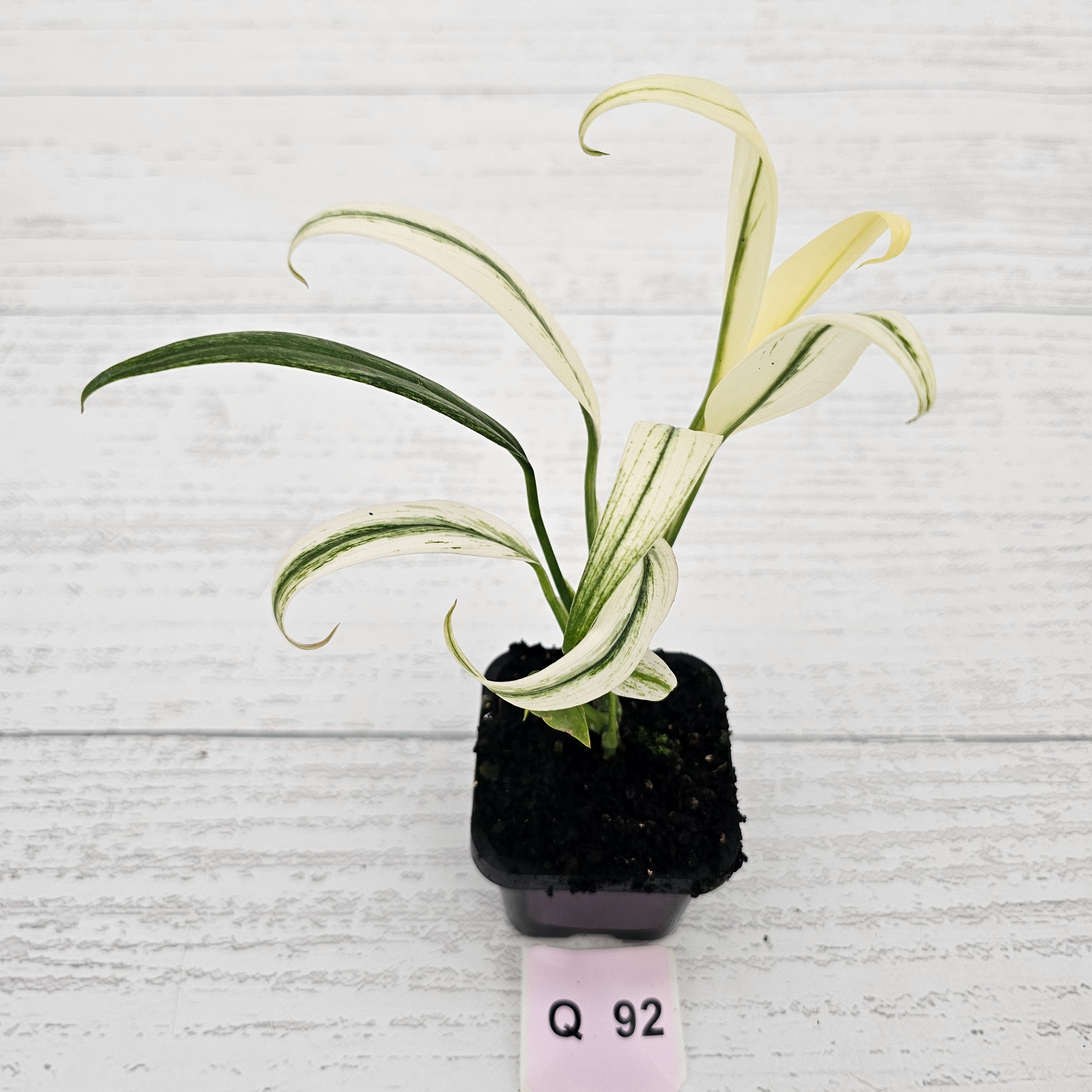 Epipremnum amplissimum variegata