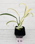 Epipremnum amplissimum variegata