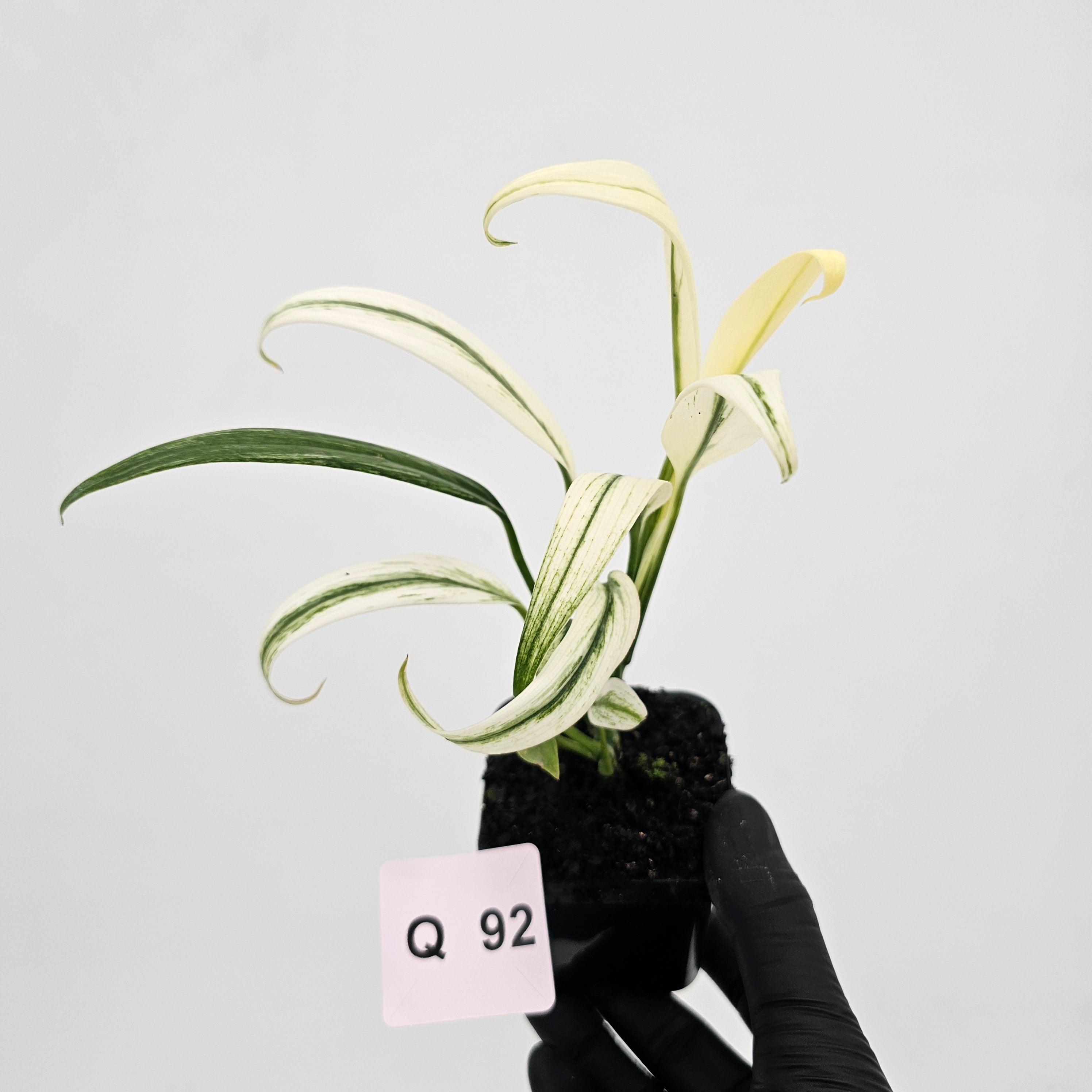 Epipremnum amplissimum variegata