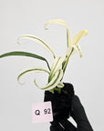 Epipremnum amplissimum variegata