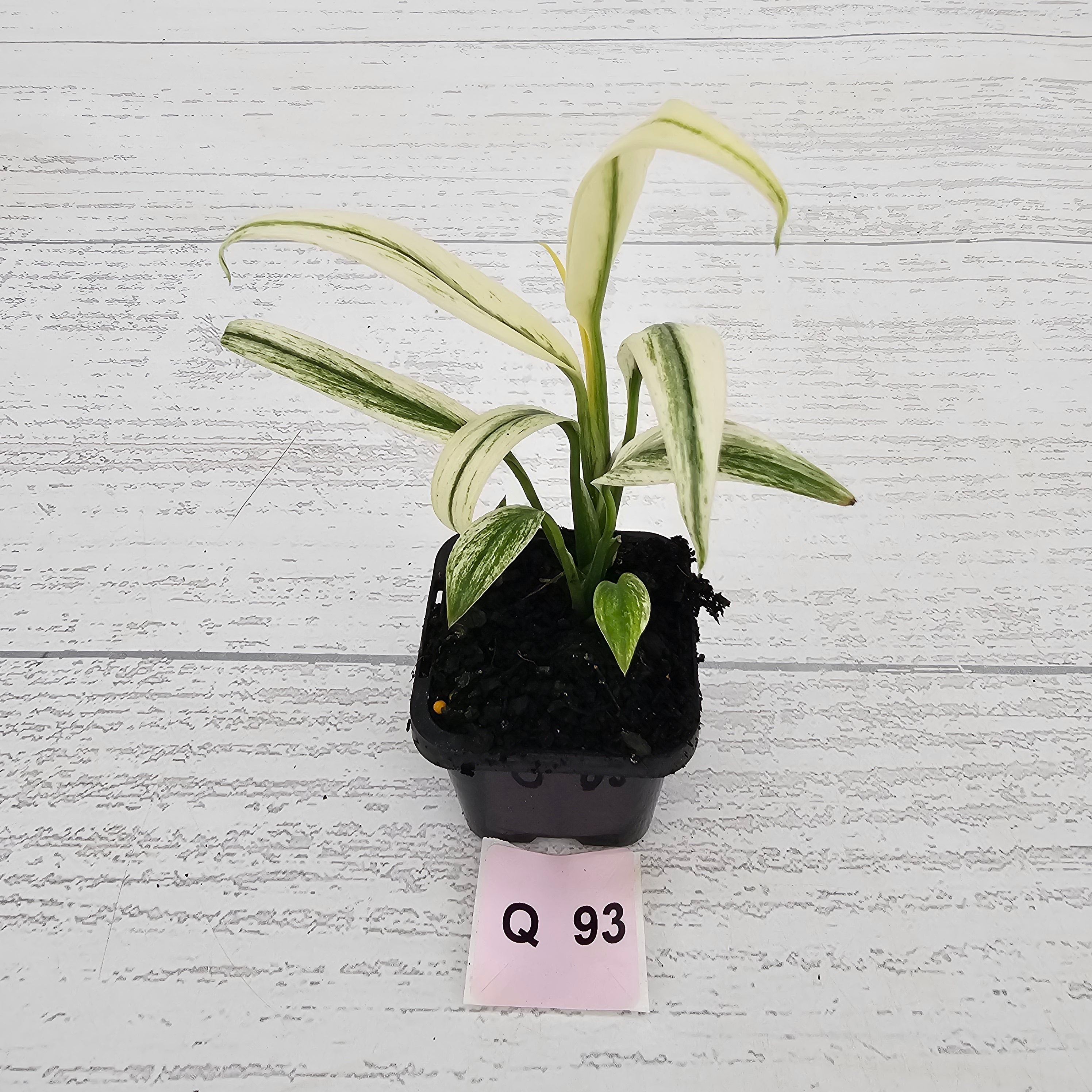 Epipremnum amplissimum variegata