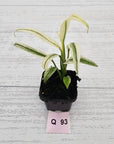 Epipremnum amplissimum variegata